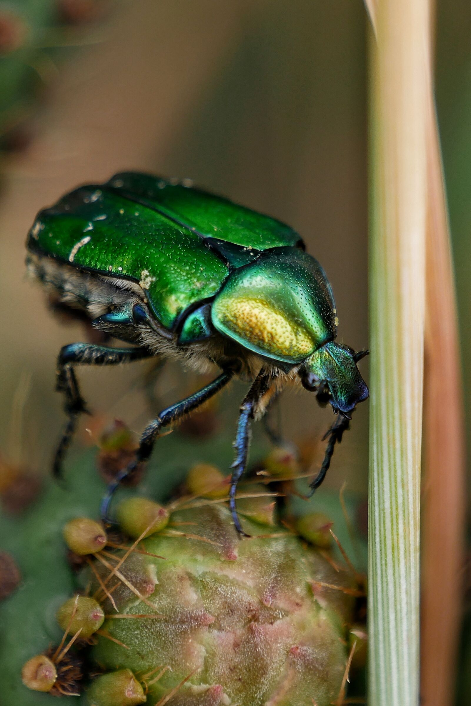 Cetonia Aurata