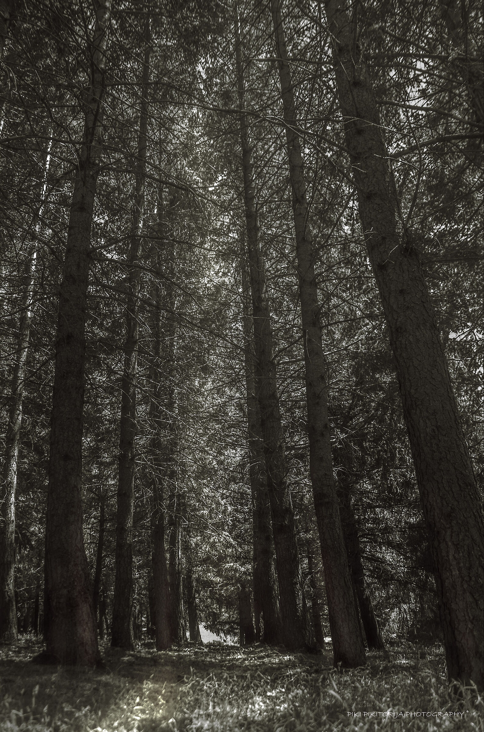 Un pezzettino della Sila