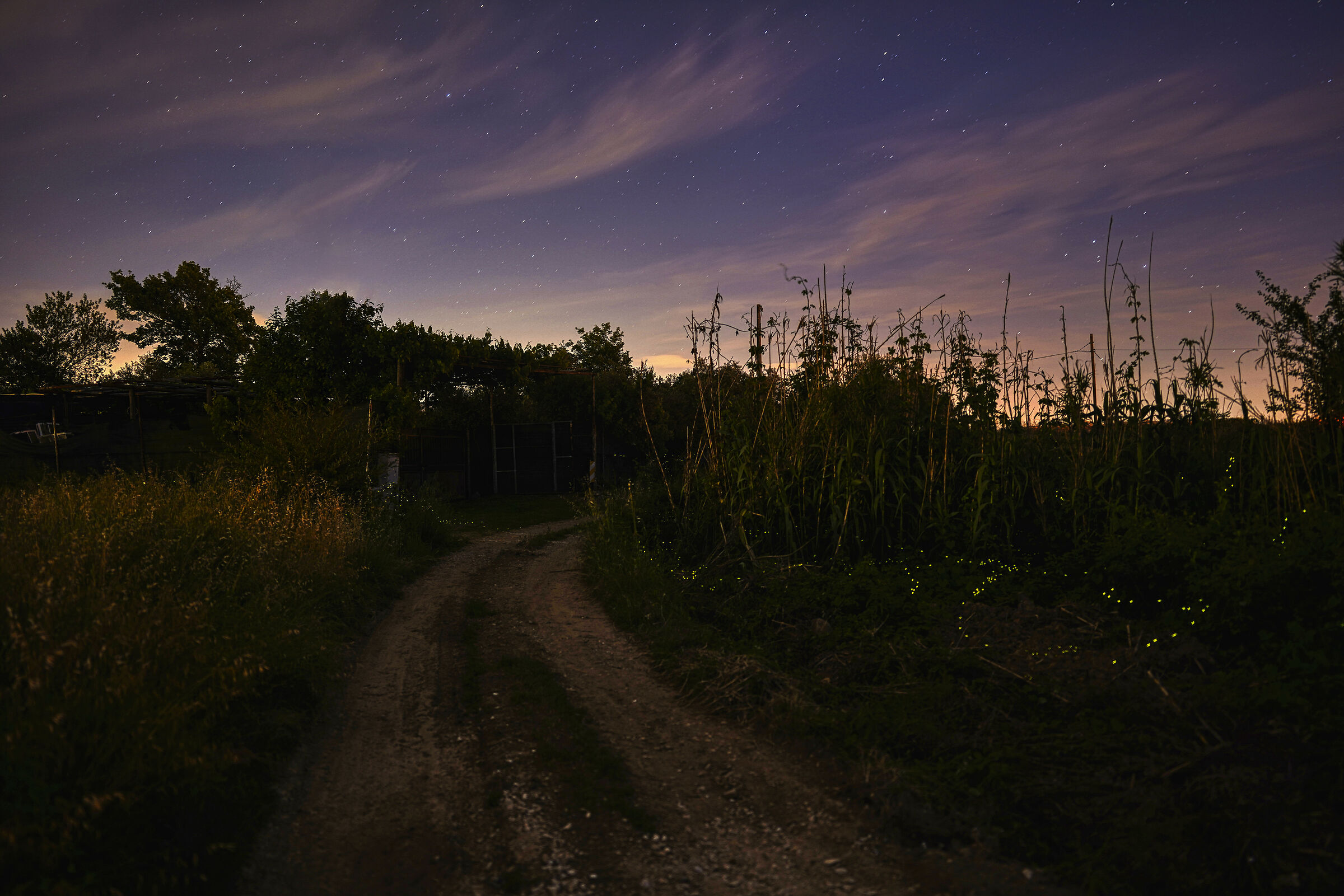 FIREFLIES and... Stars