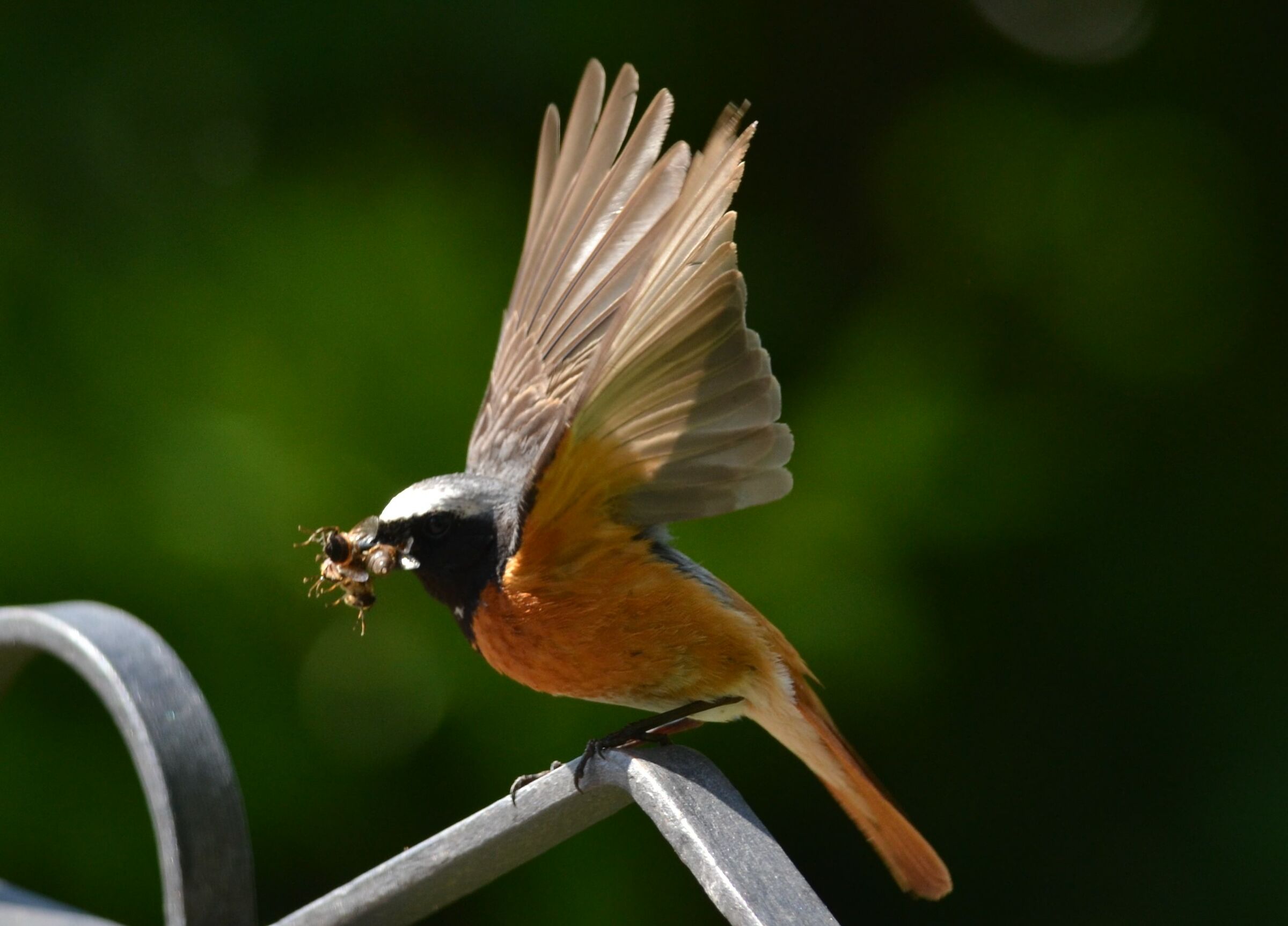 Codirosso(phoenicurus phoenicurus)