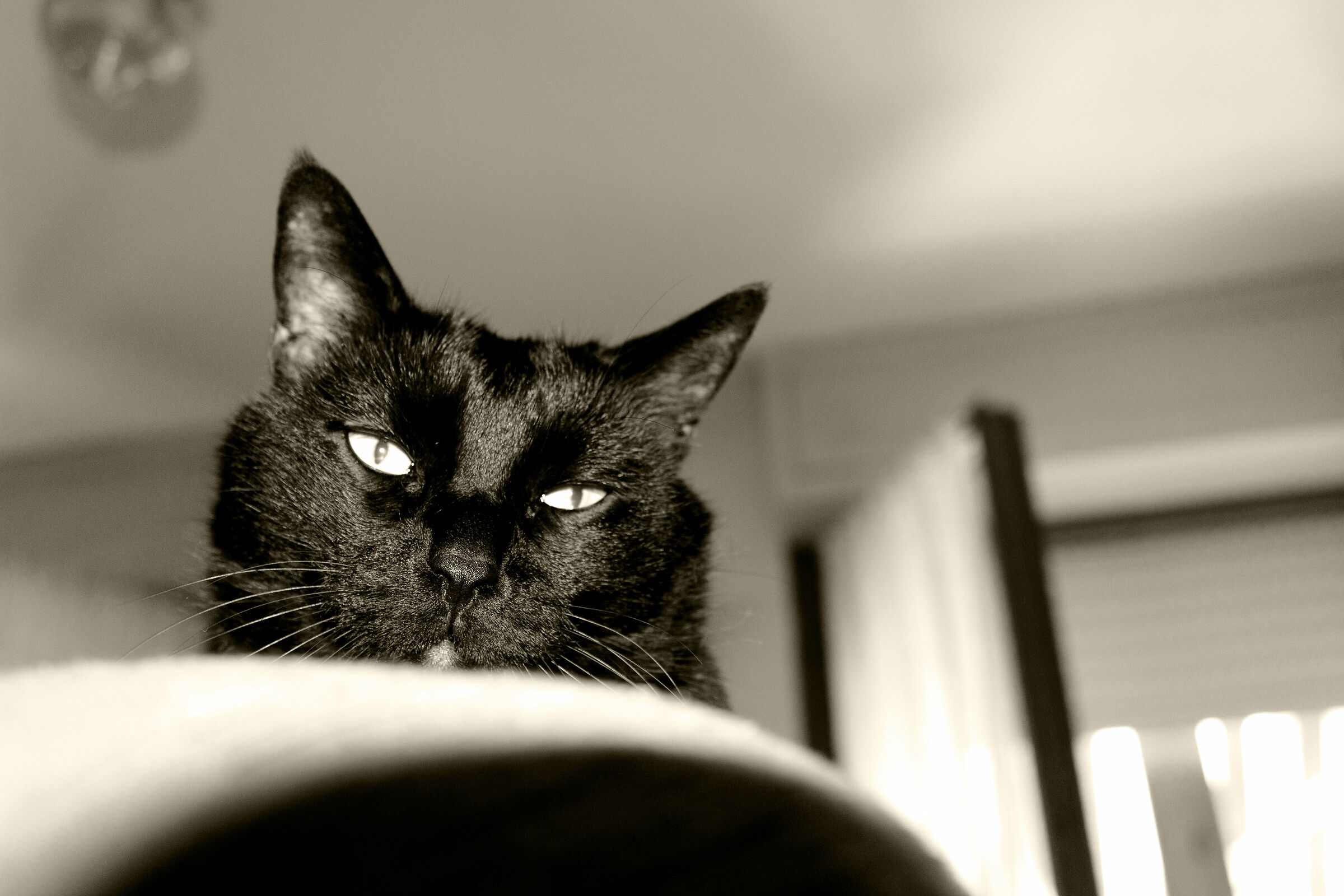 ...mi pare di aver visto un gatto...