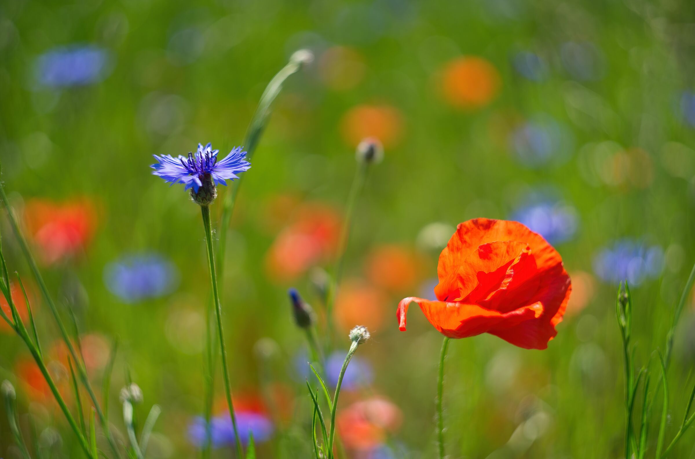 Con tutto il mio amore