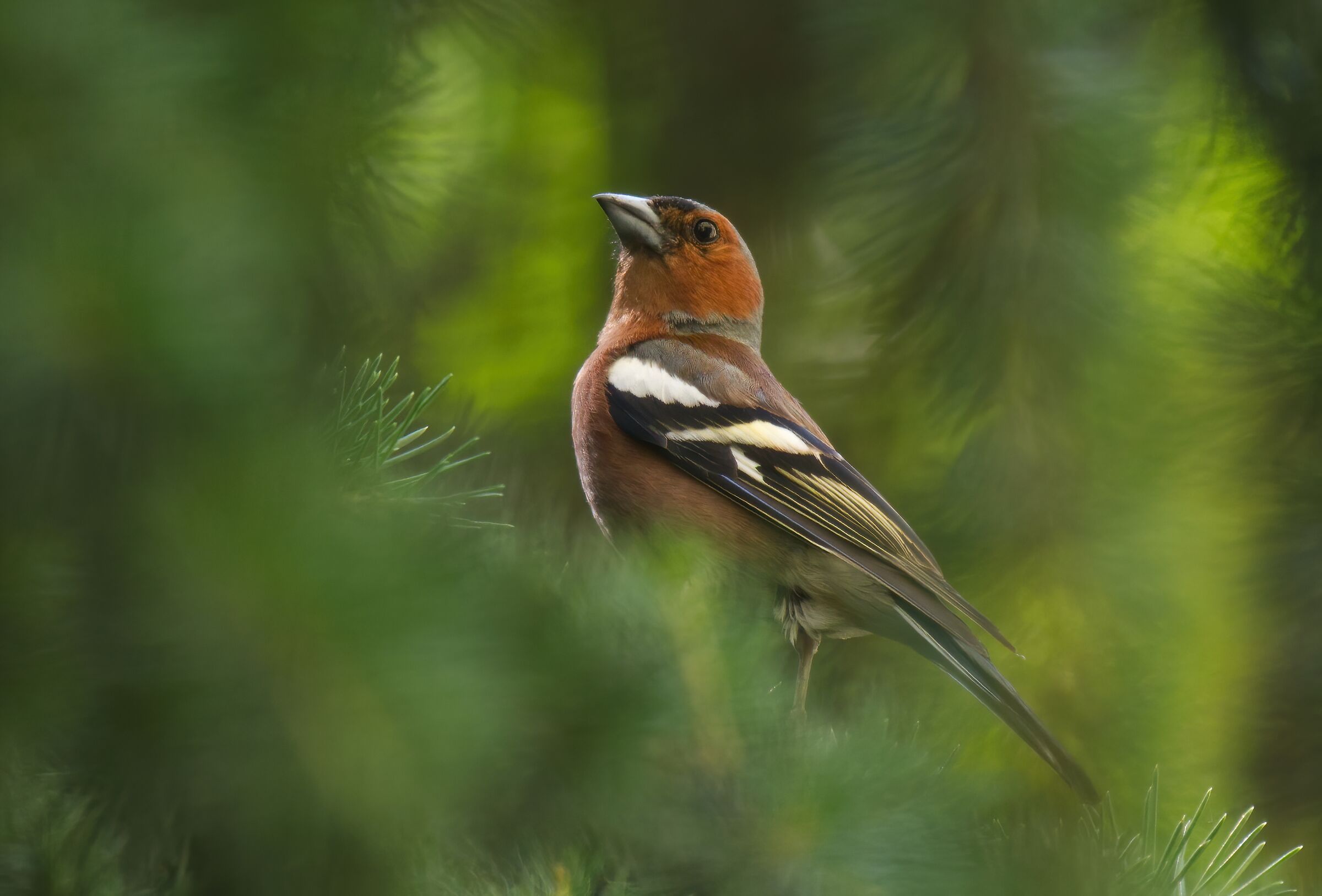 The finch in the green