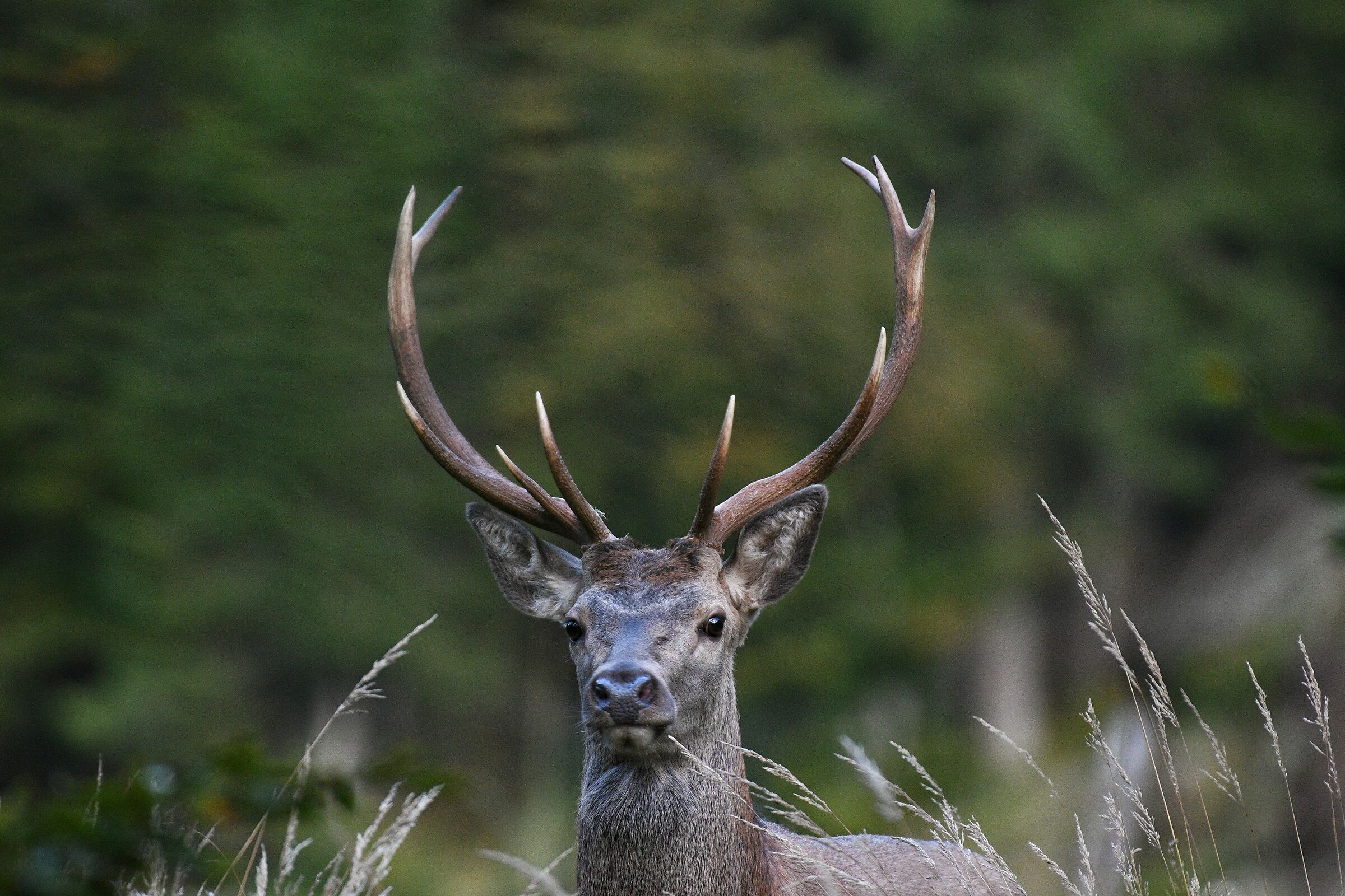 Cervo nel Tarvisiano
