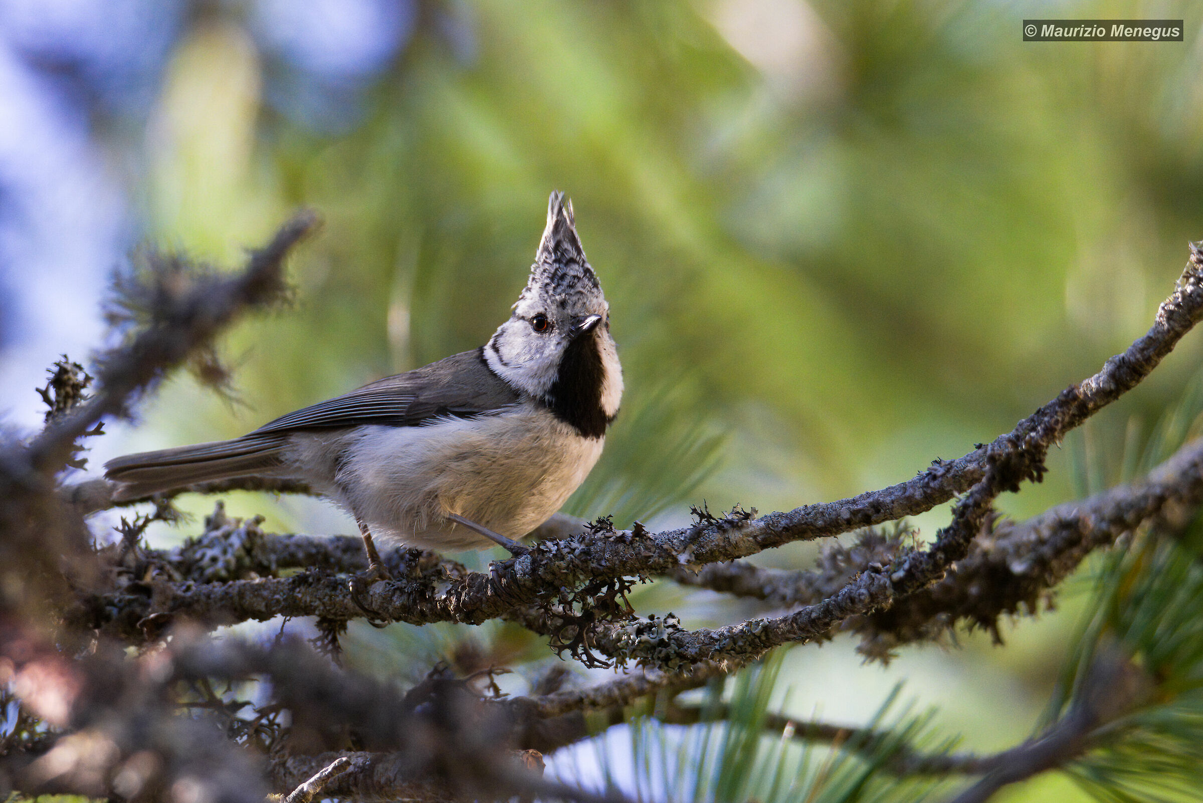 Cincia dal ciuffo 02.06.2020 Dolomiti
