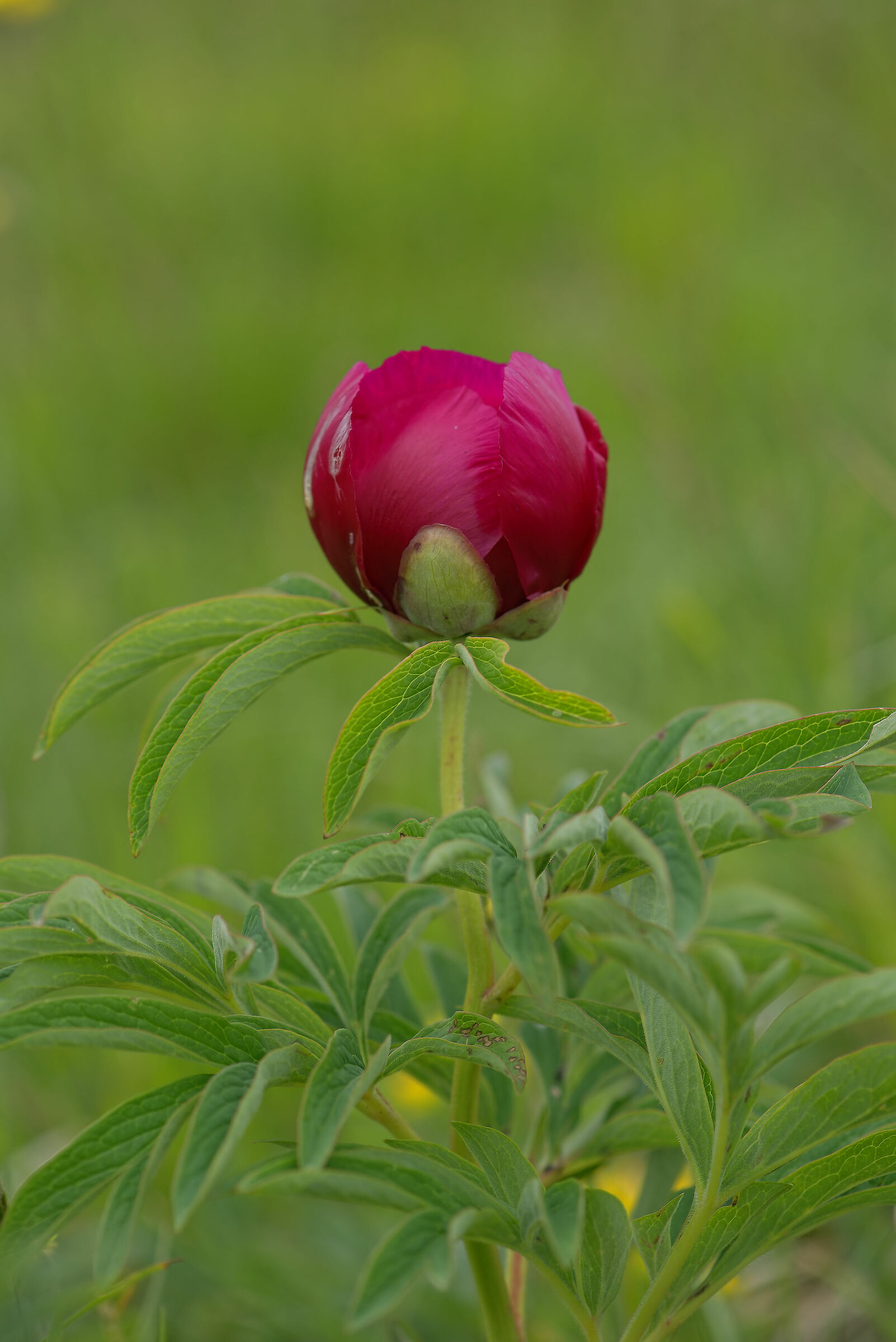 Peony officinalis