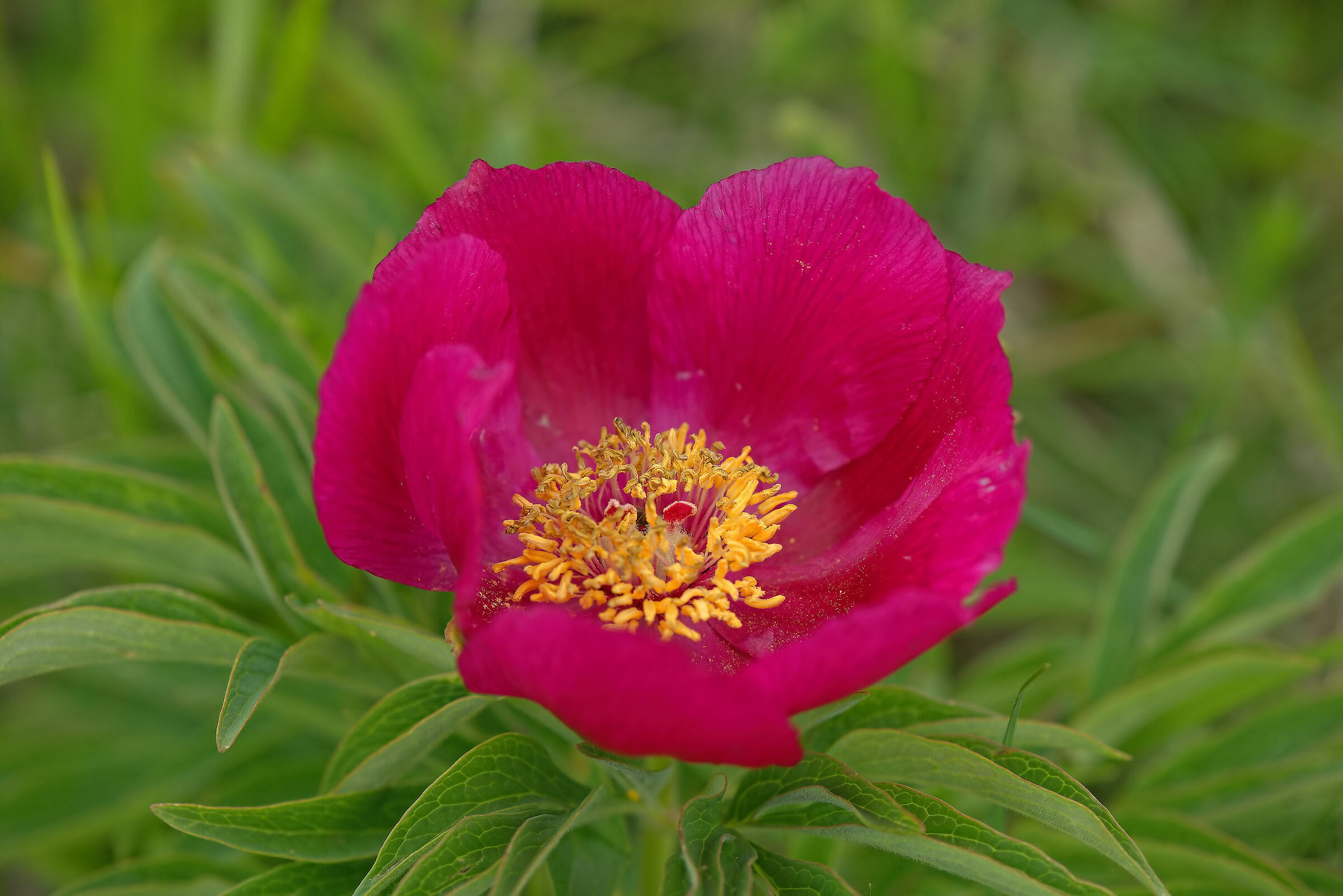 Peony officinalis