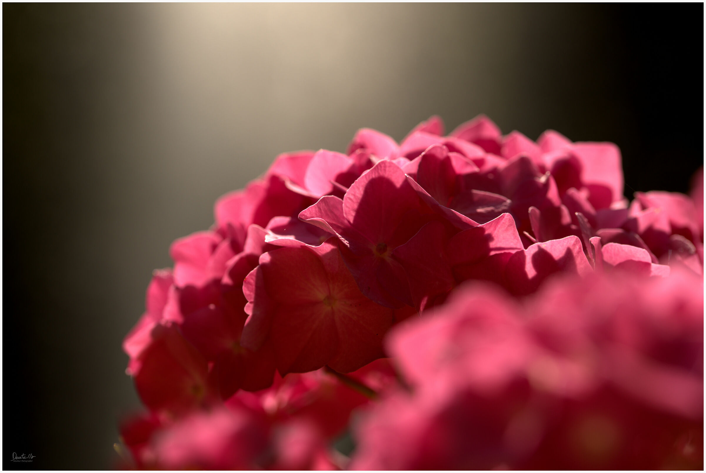 Hydrangea