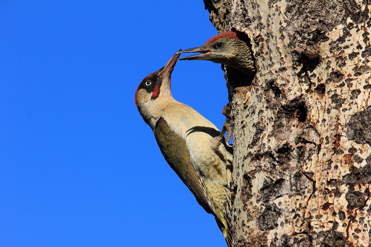 Maschio di picchio verde con piccolo sul nido