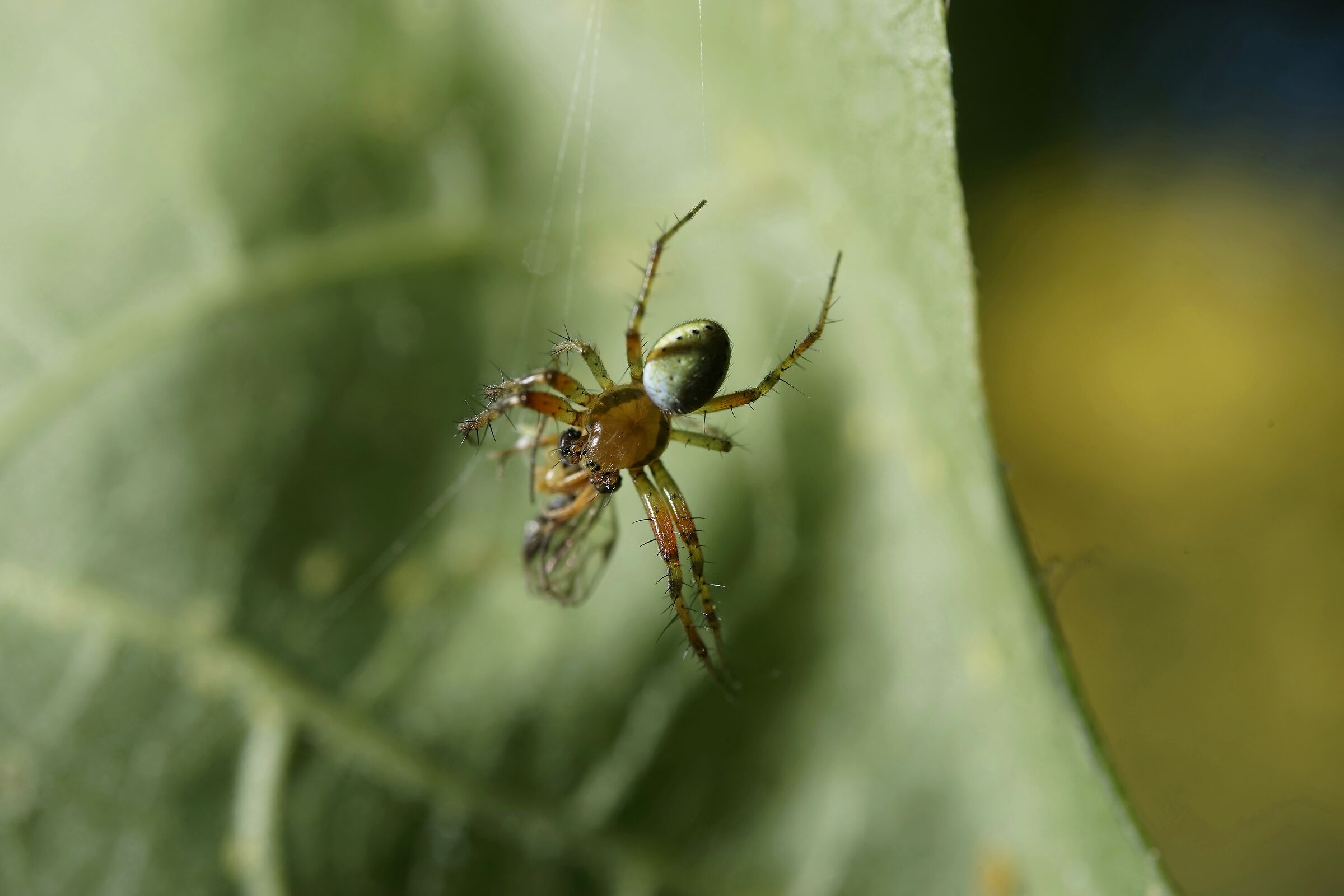 Predation under a magnolia leaf