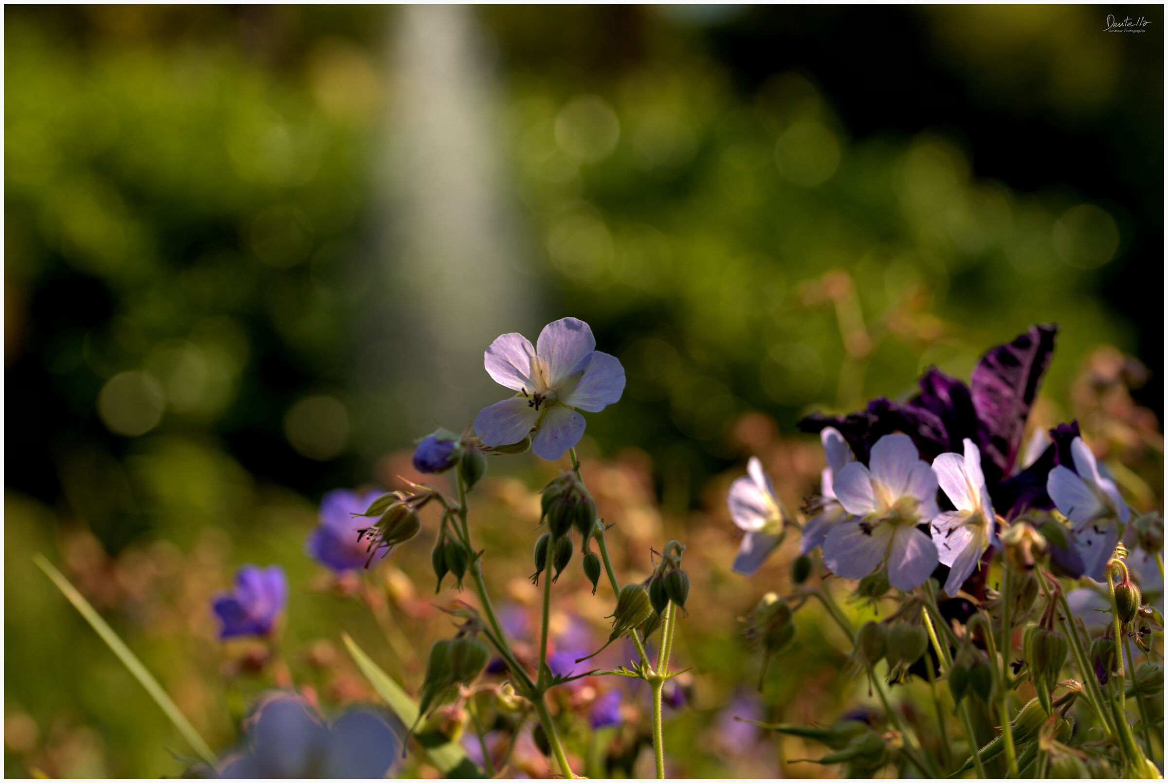 Meadow geranium