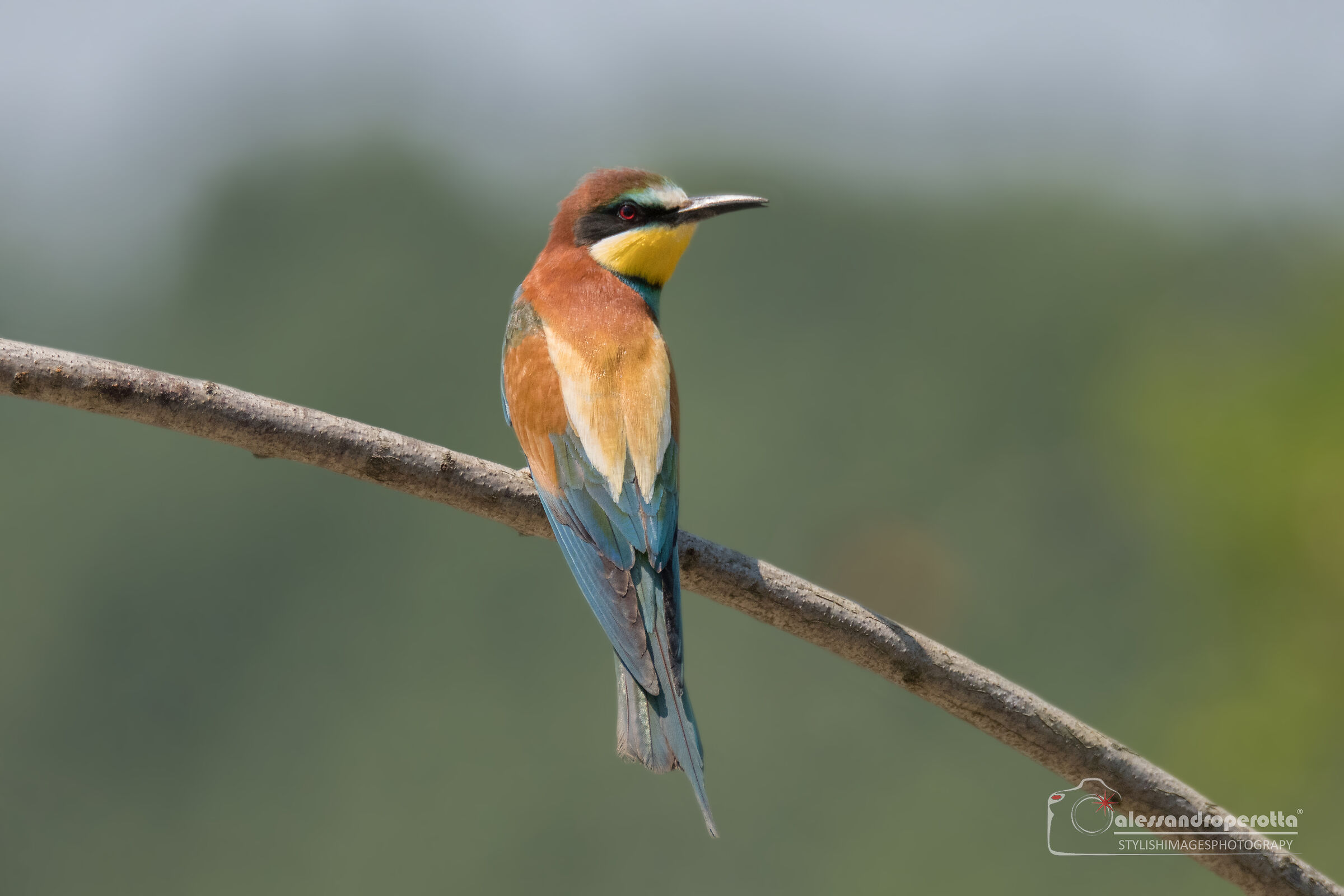 Merops Apiaster