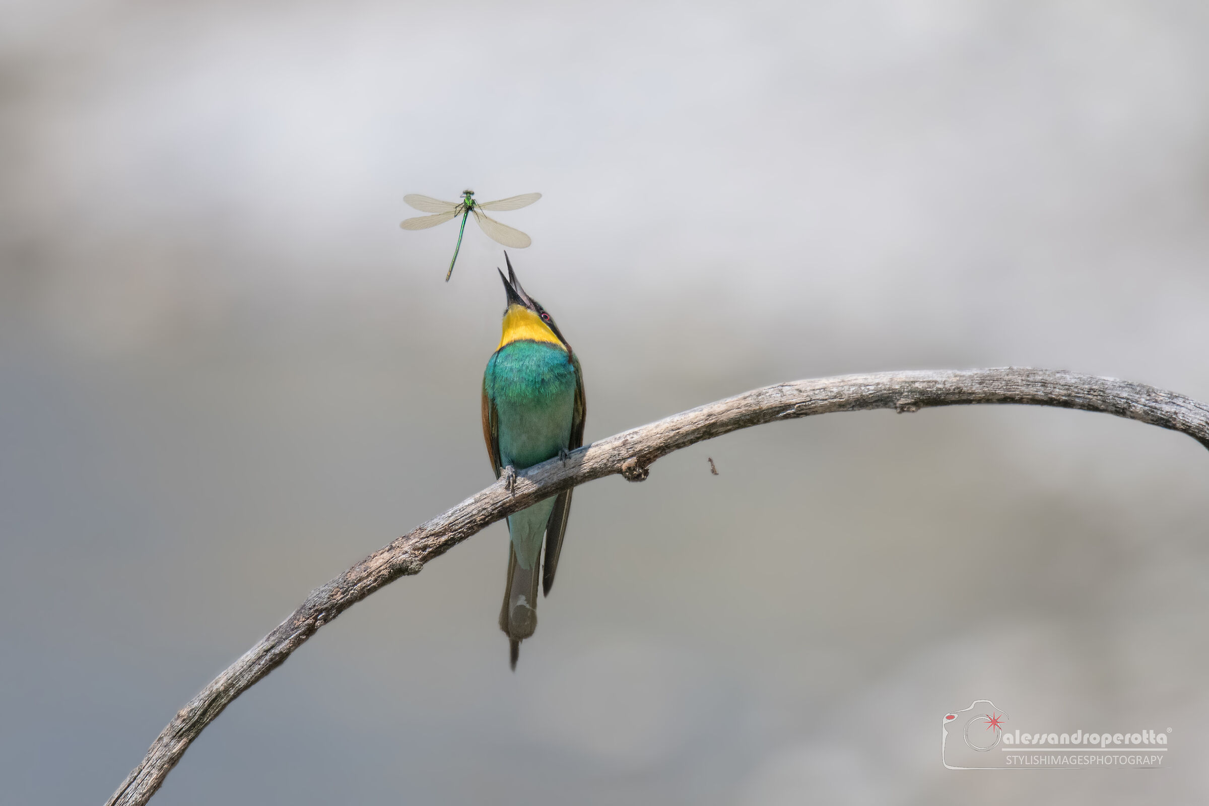 Merops Apiaster
