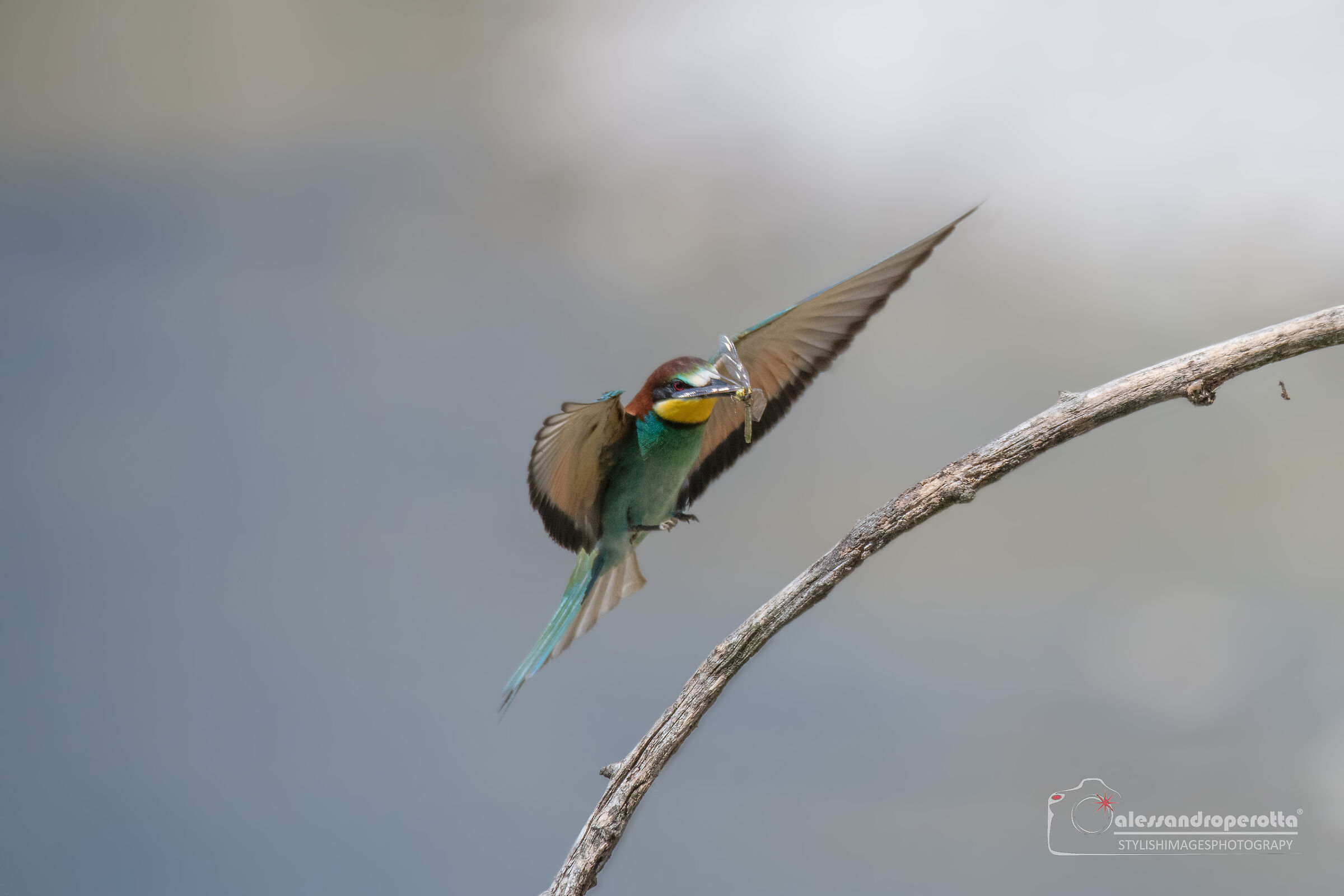 Merops Apiaster