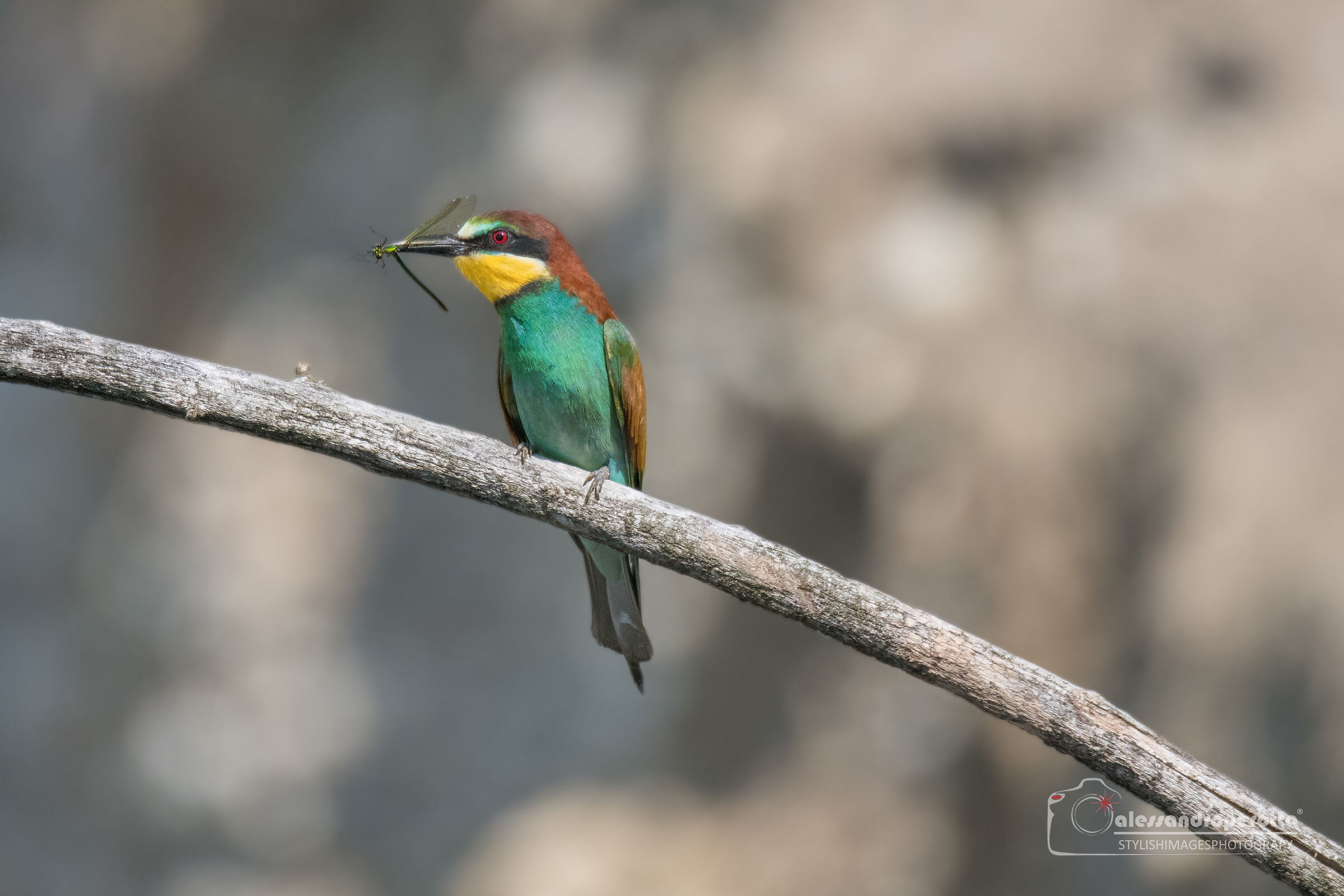 Merops Apiaster
