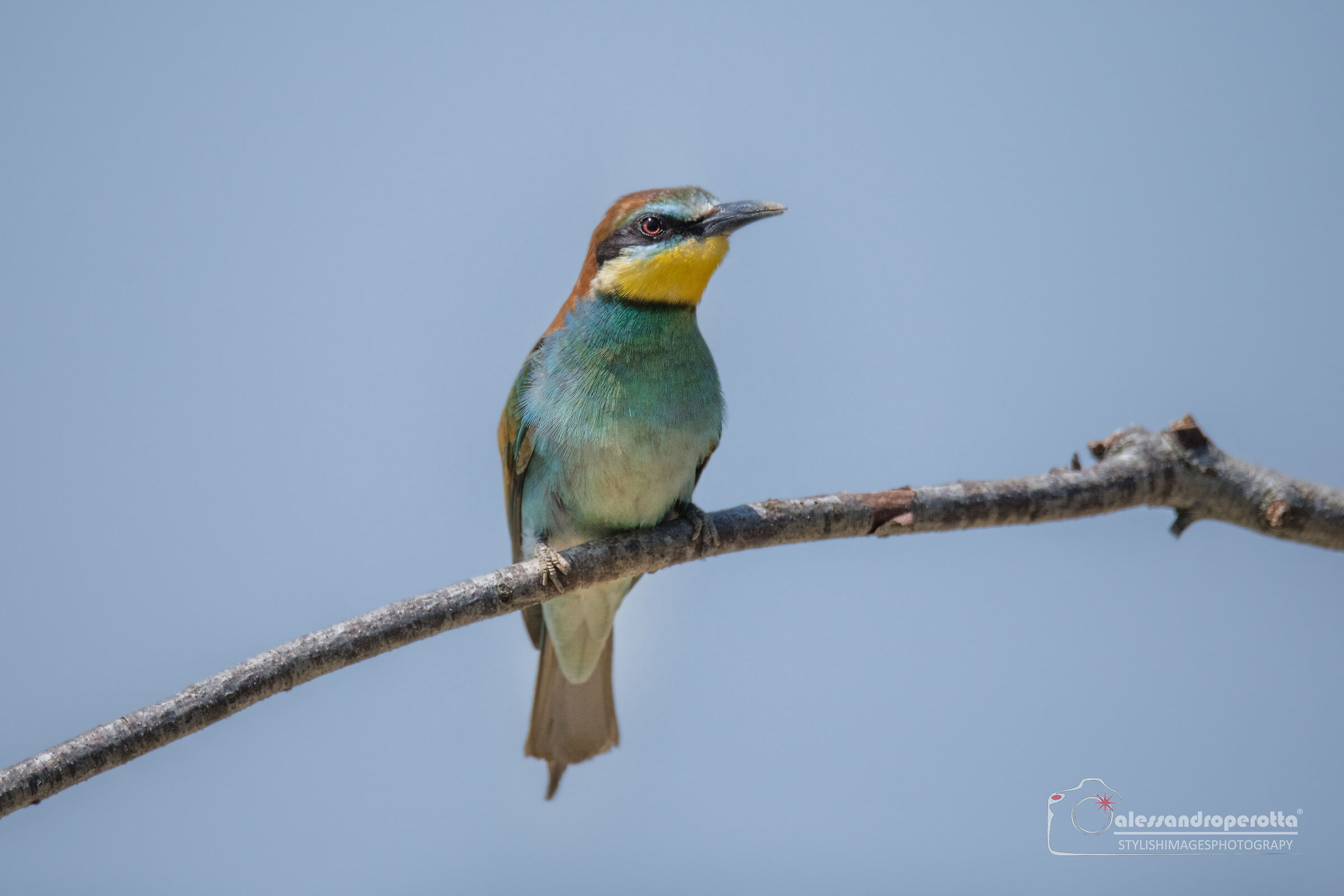 Merops Apiaster