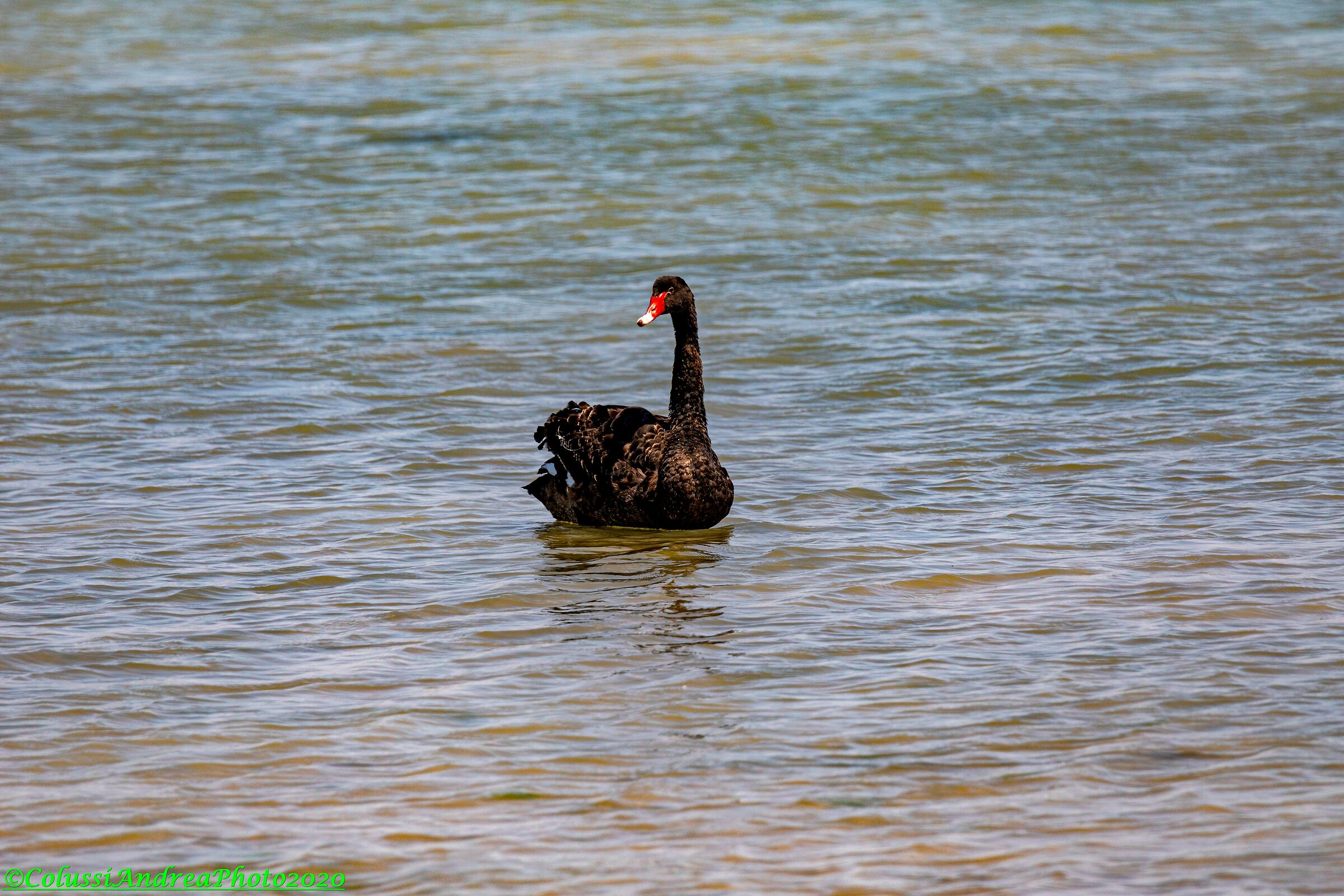 black swan