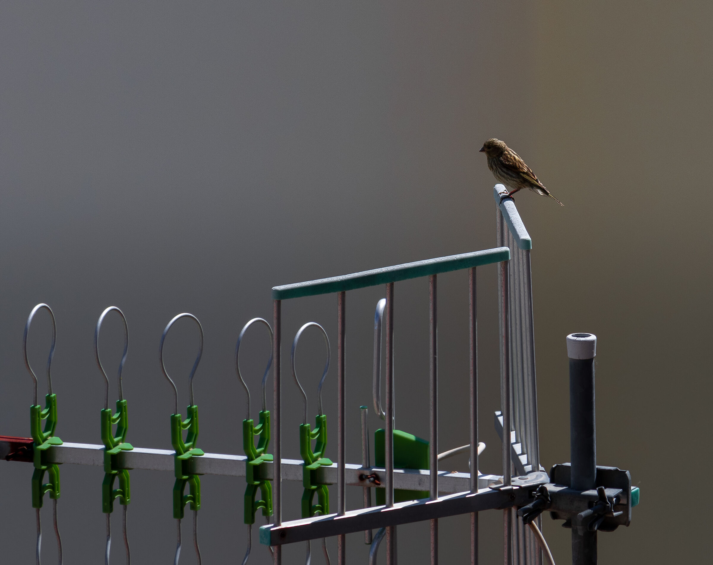 It's green but it's not a tree