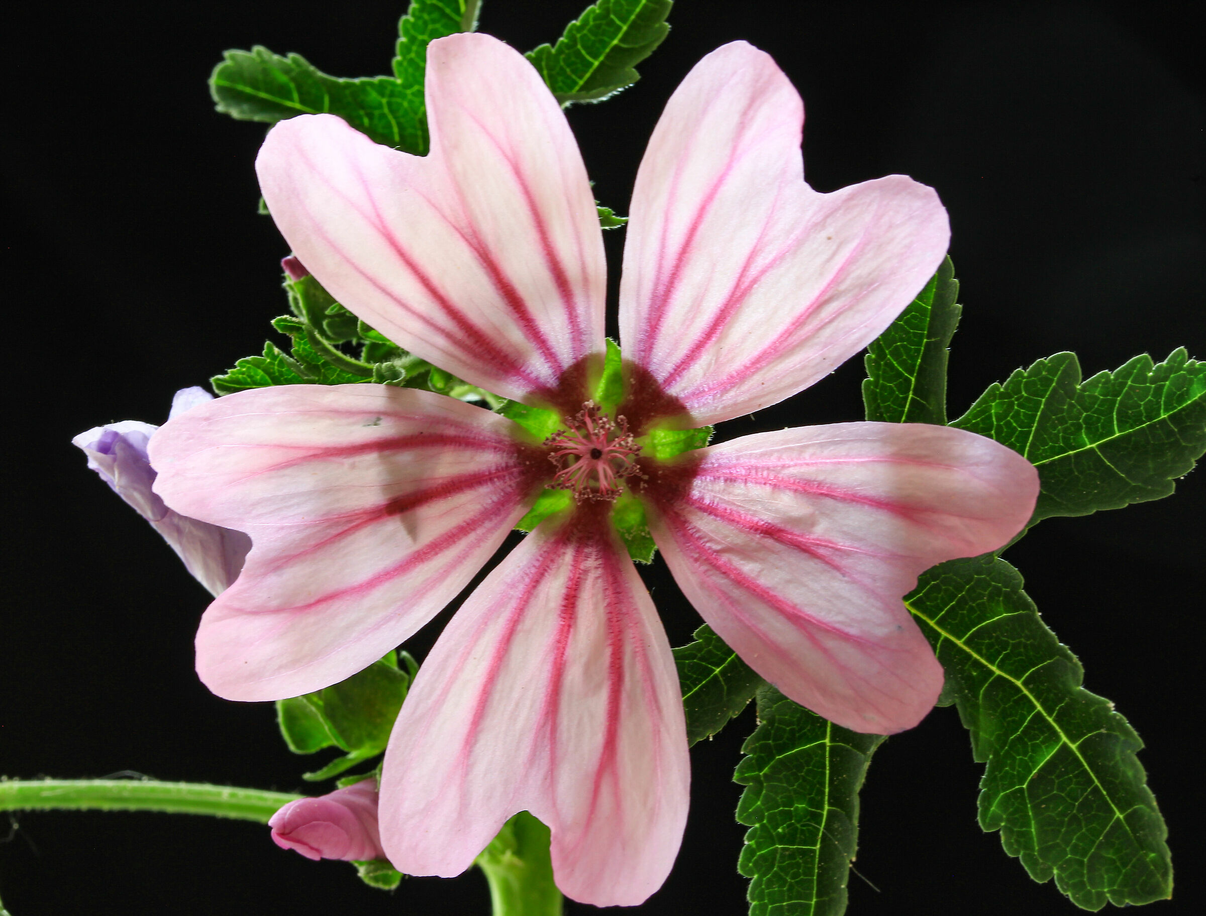 transparencies of a mauve