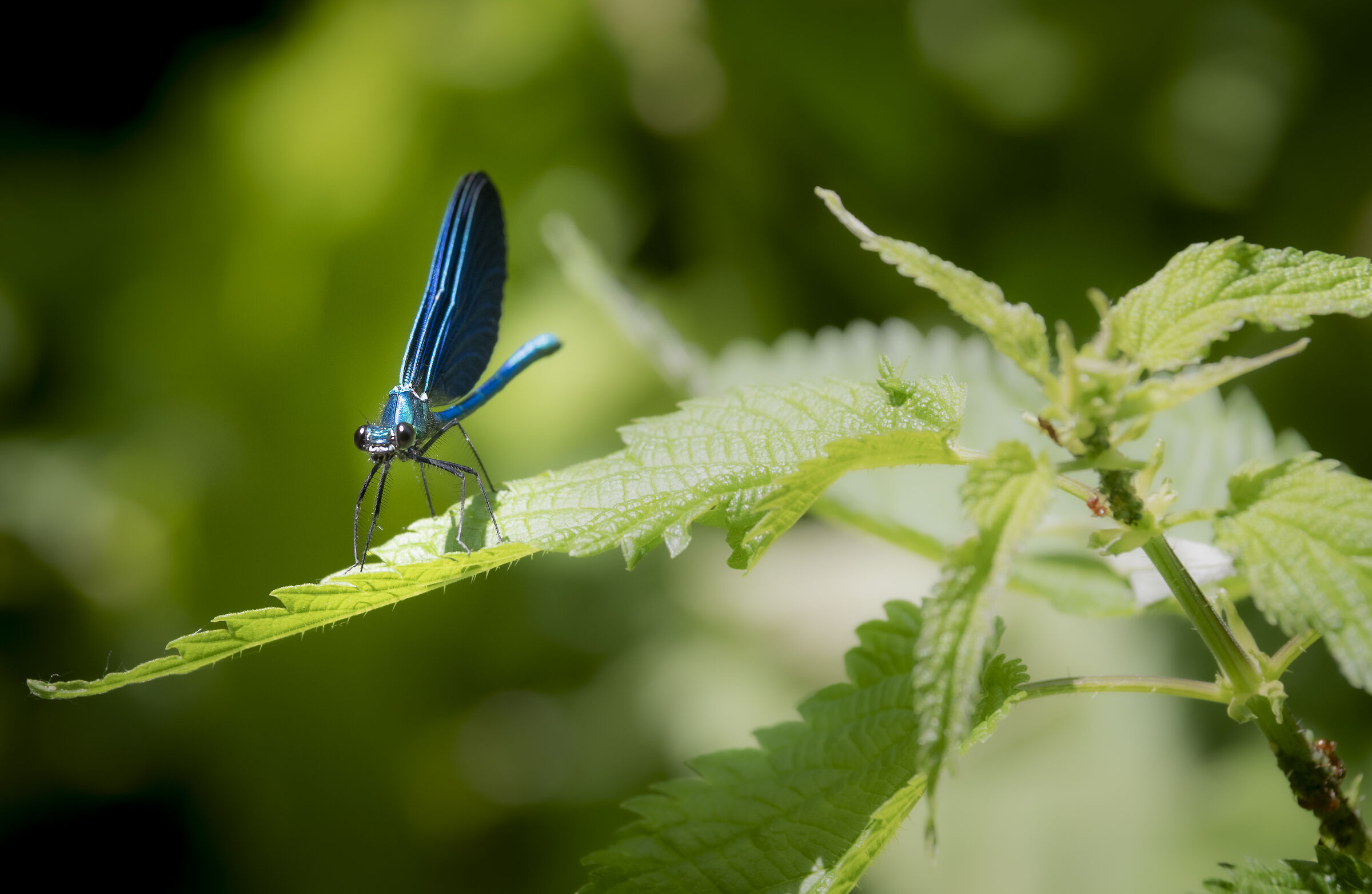 Libellula blu