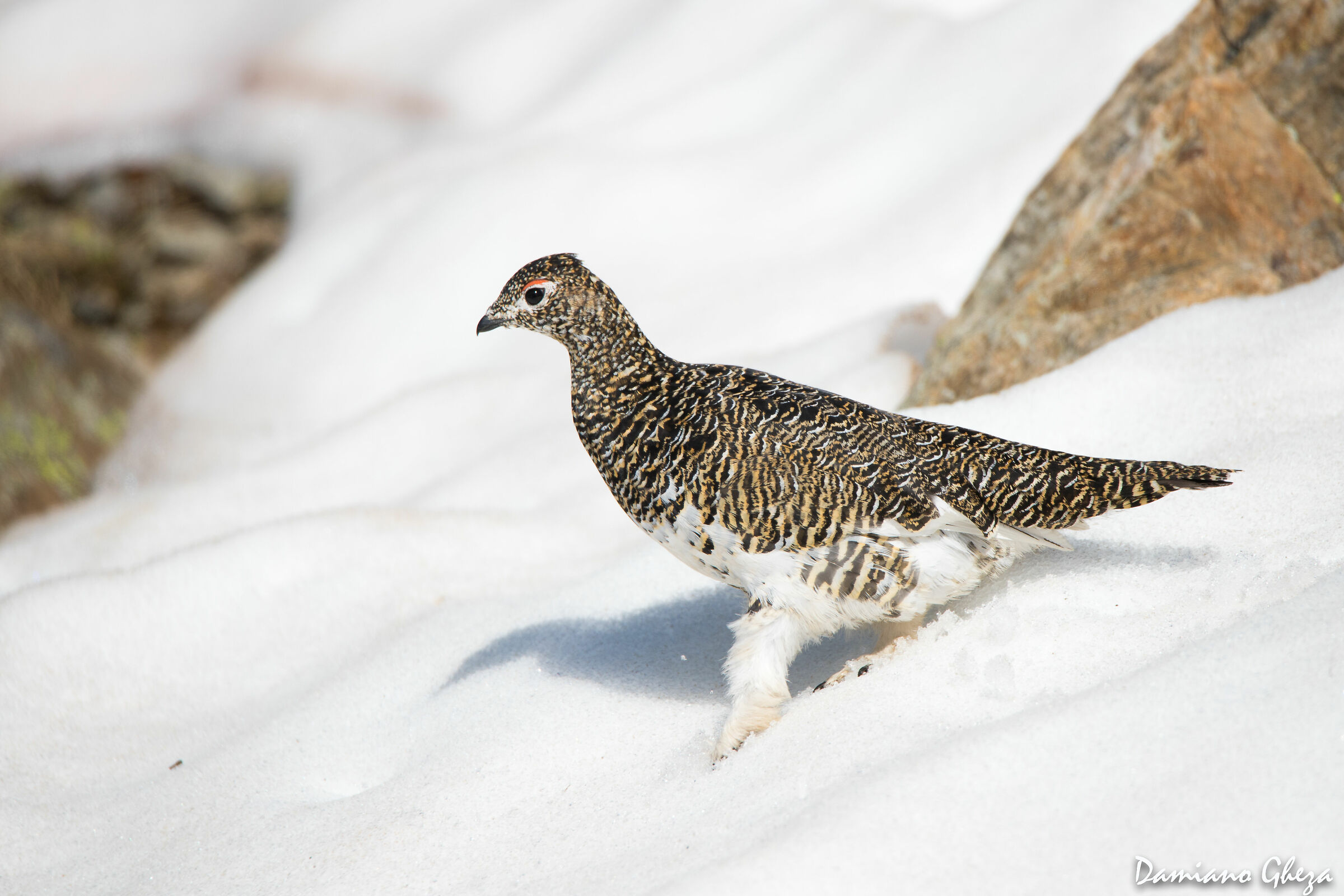 Femmina di Pernice bianca