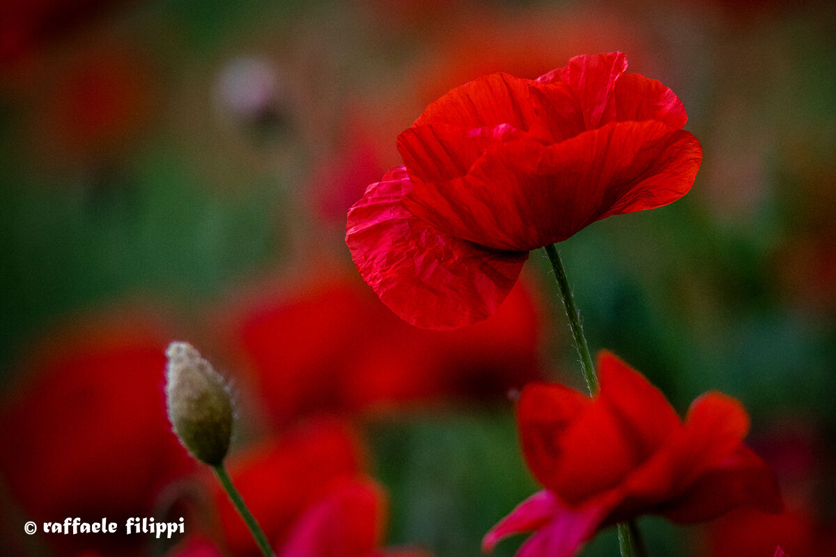 Rosso papavero