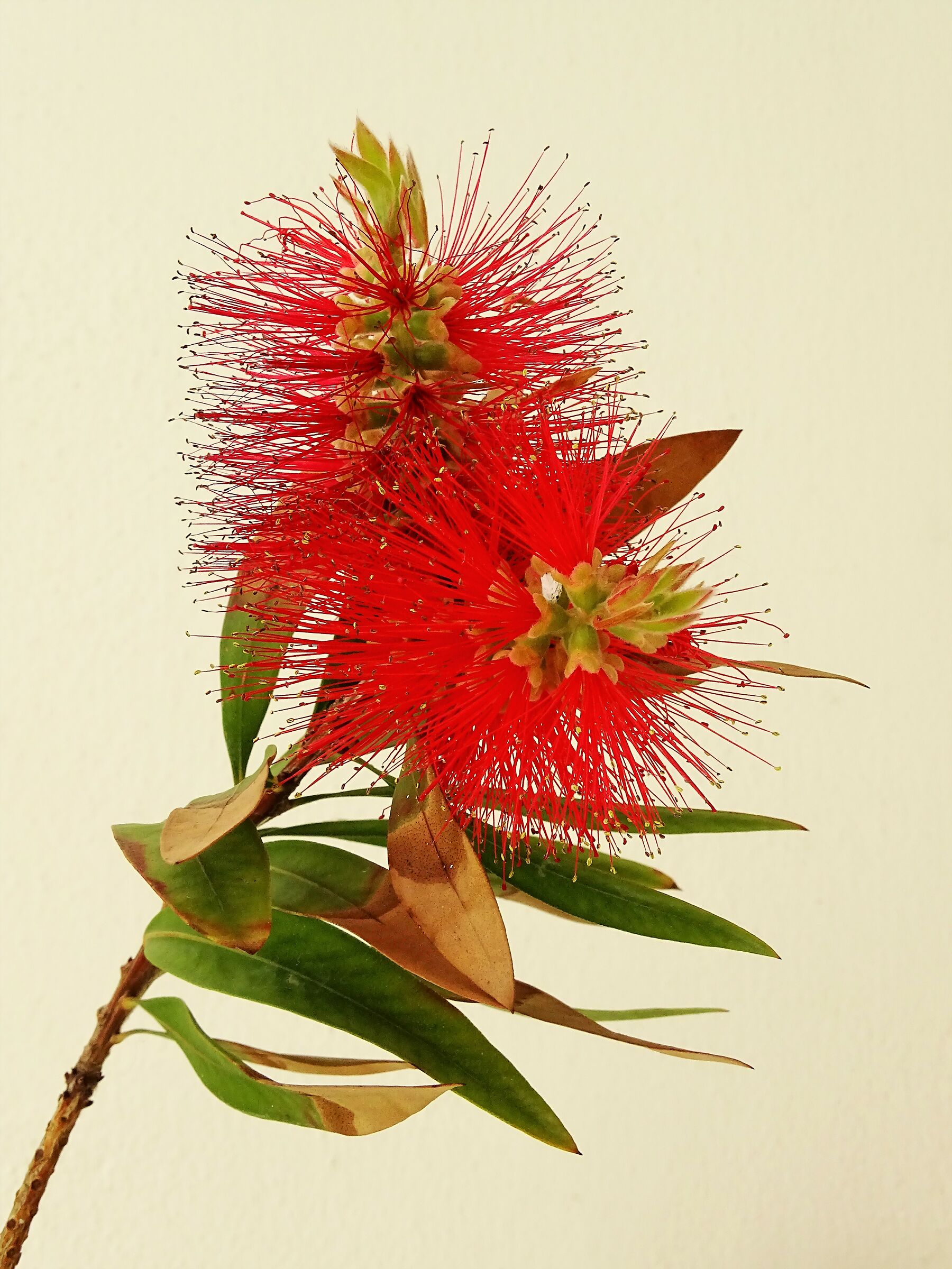 Callistemon citrinus