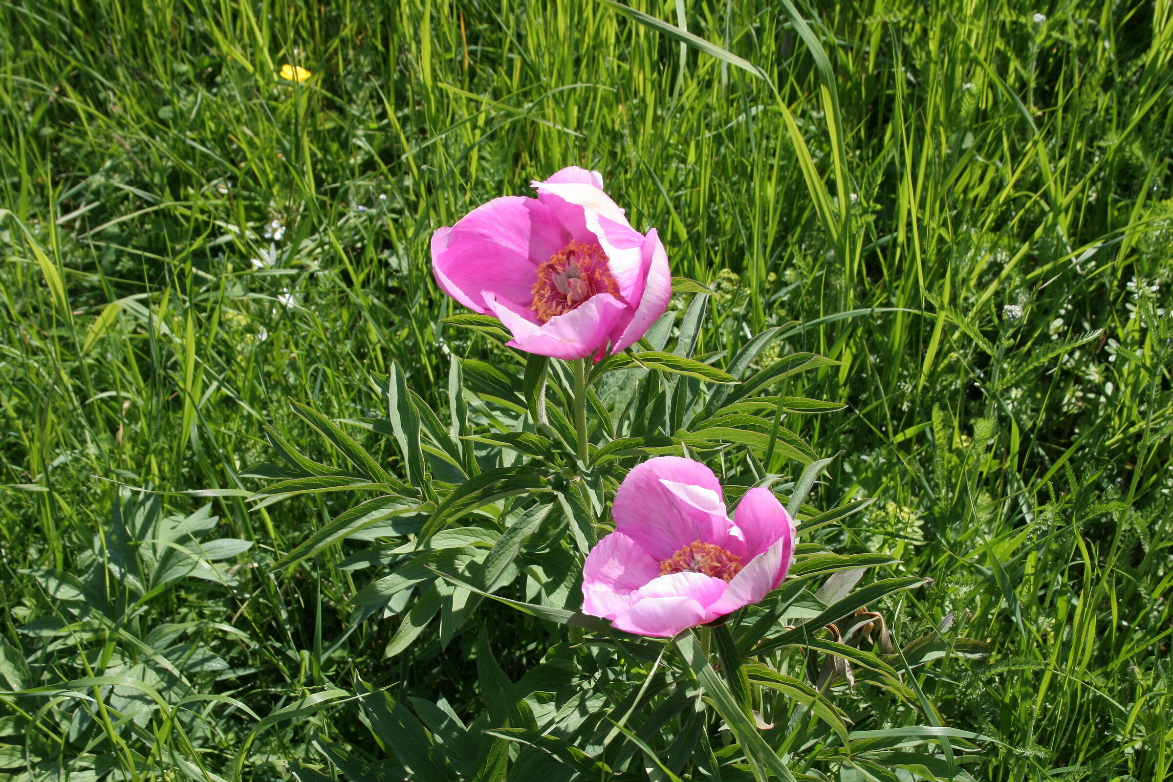 Wild Peony