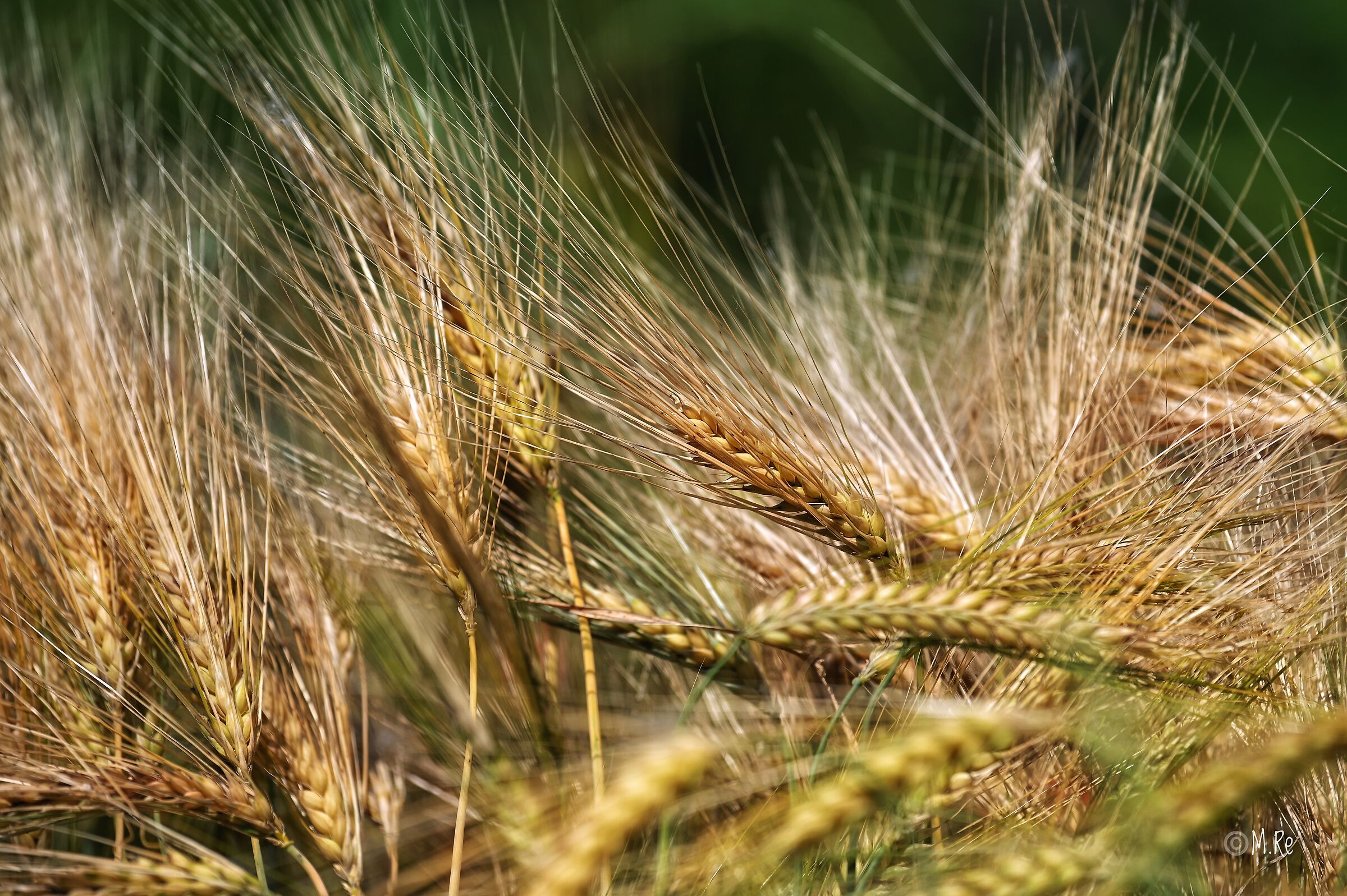 Wheat spikes