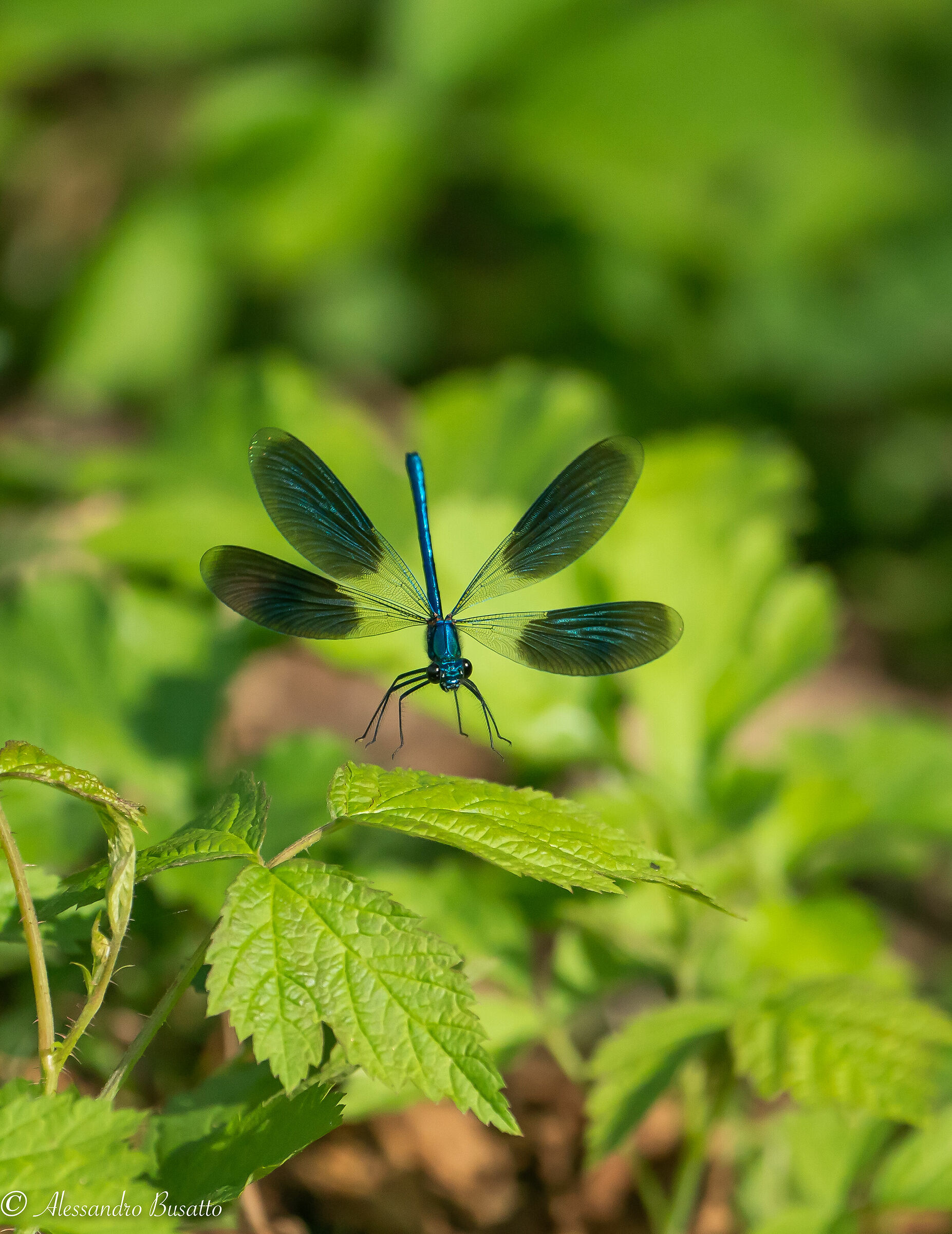 With wings spread.