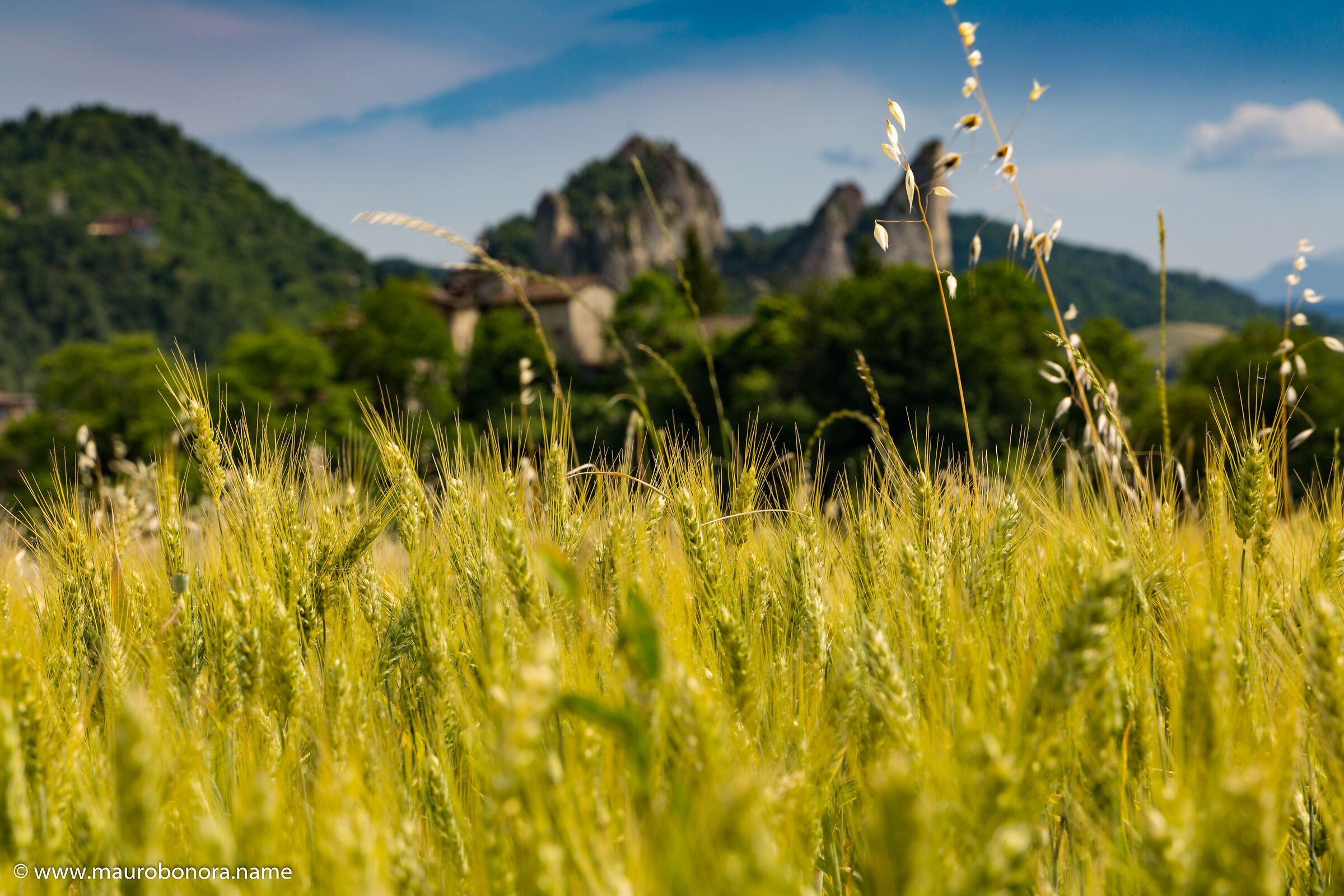 I sassi tra le spighe