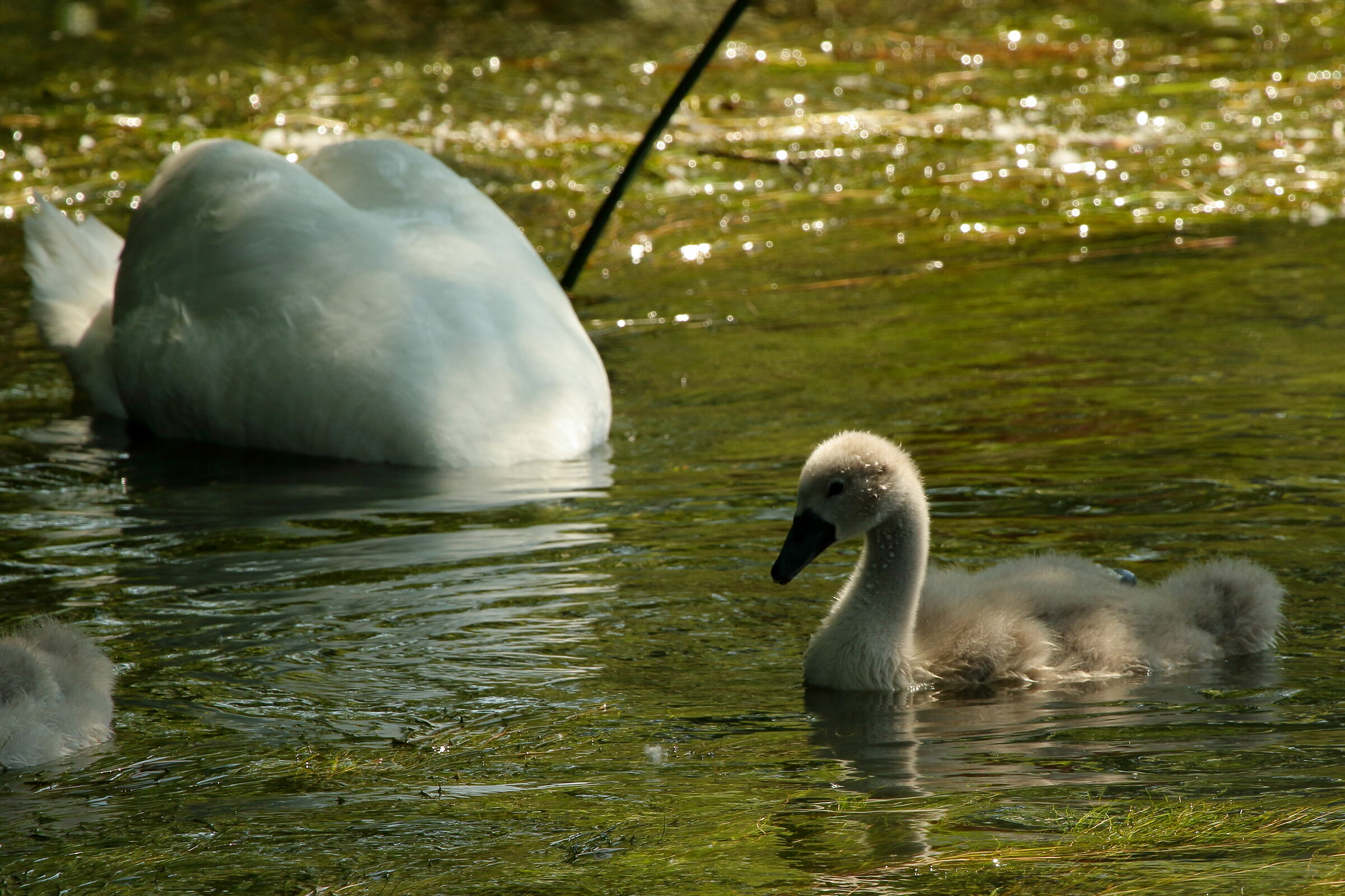 swan and son