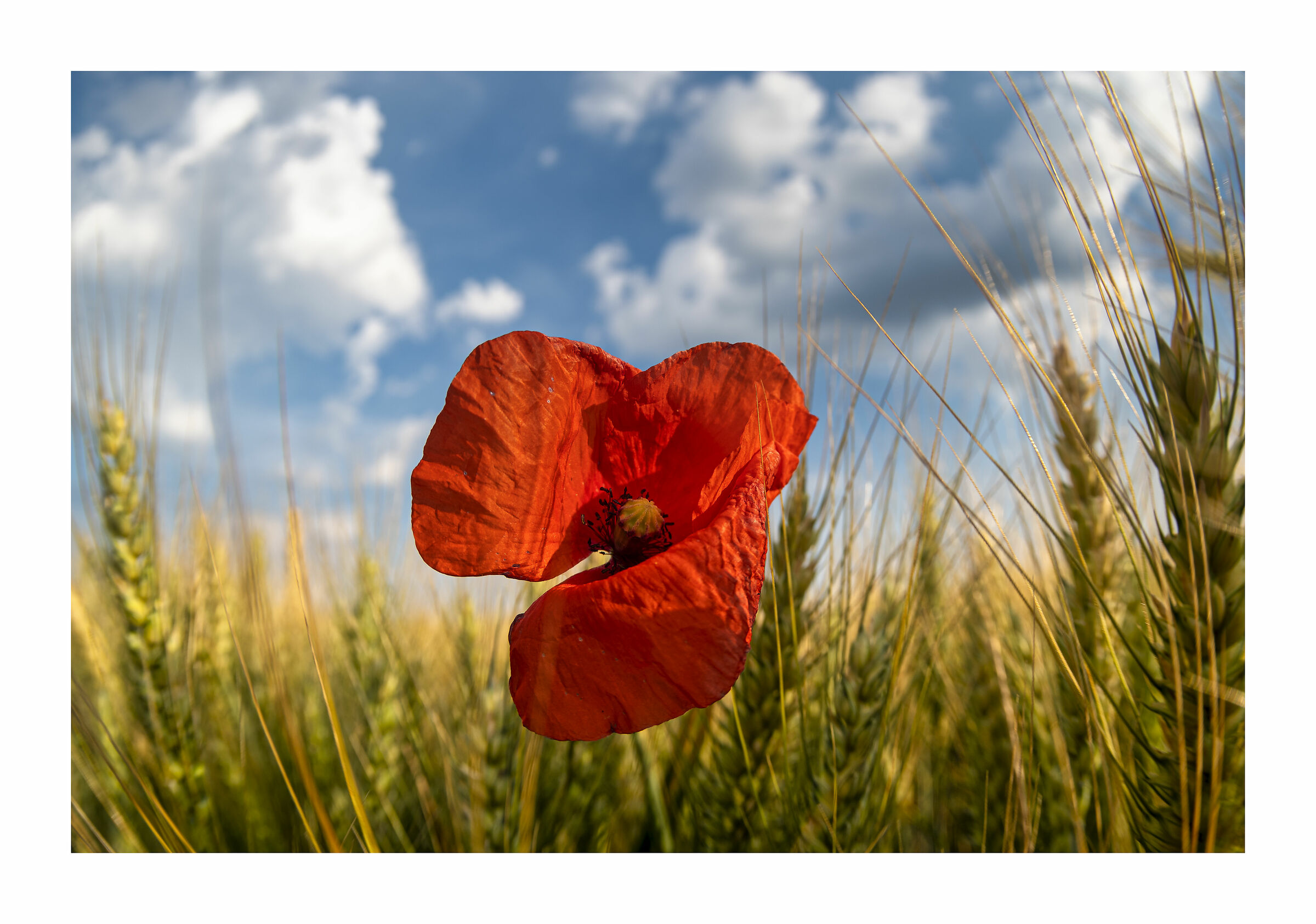 a simple poppy