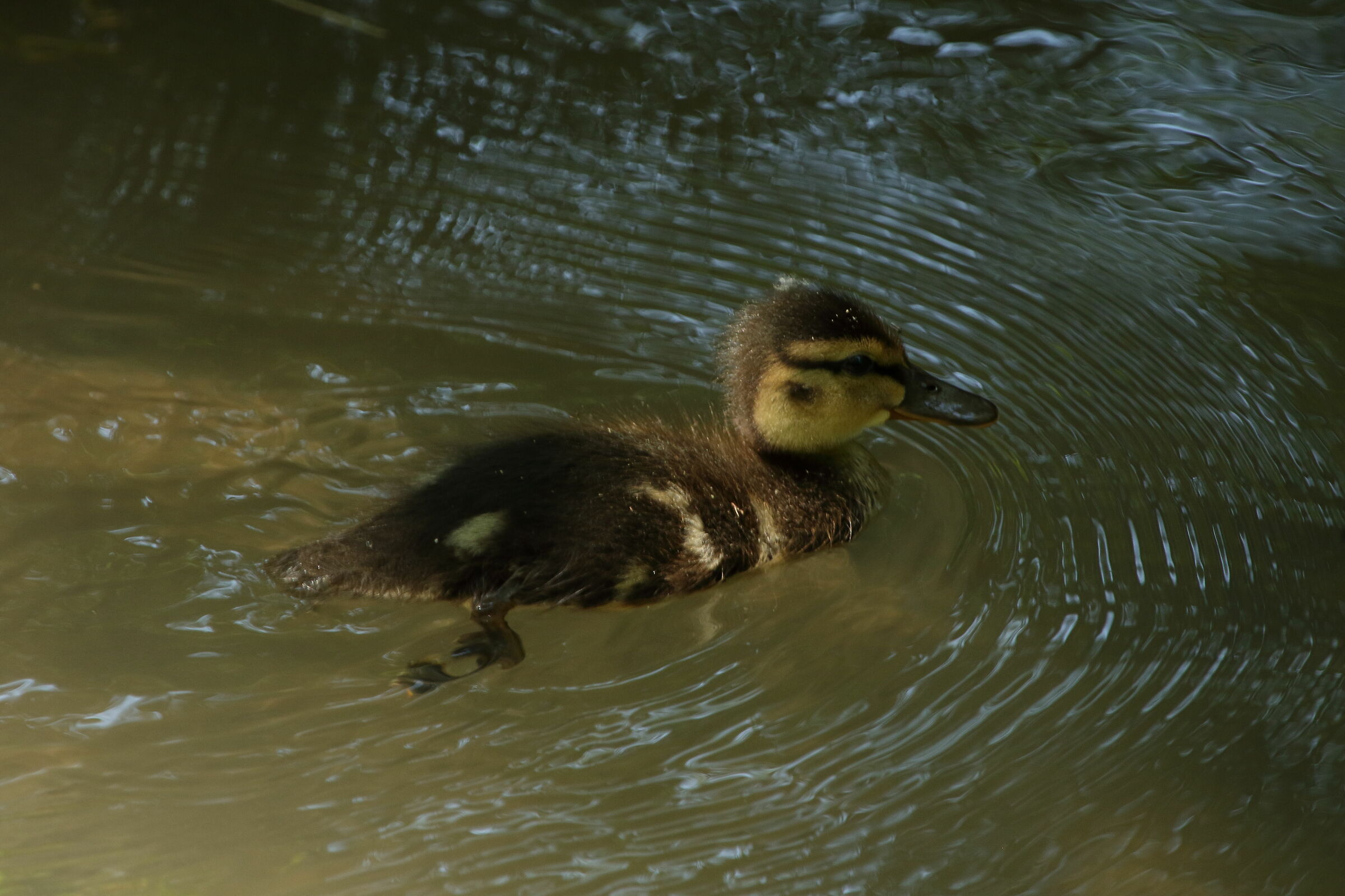 The "ugly" duckling