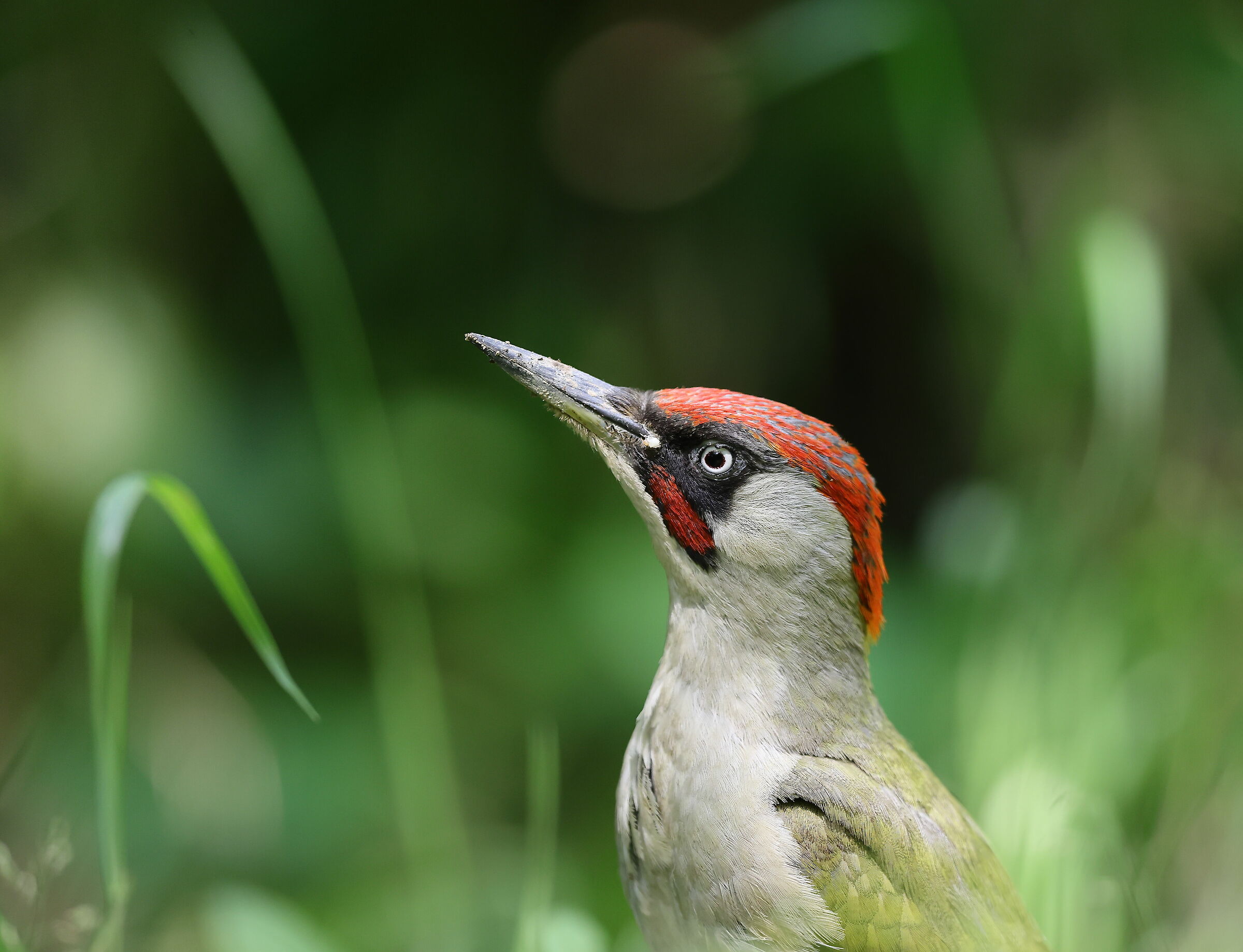 Picchio verde (Picus viridis)