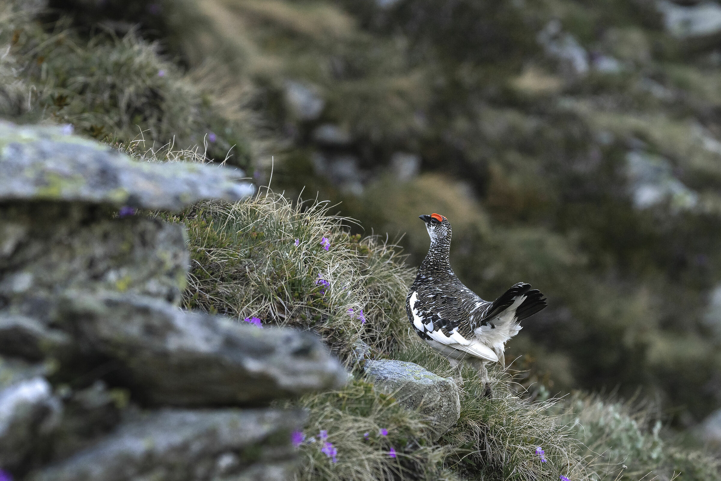 White partridge (Valvarrone LC)