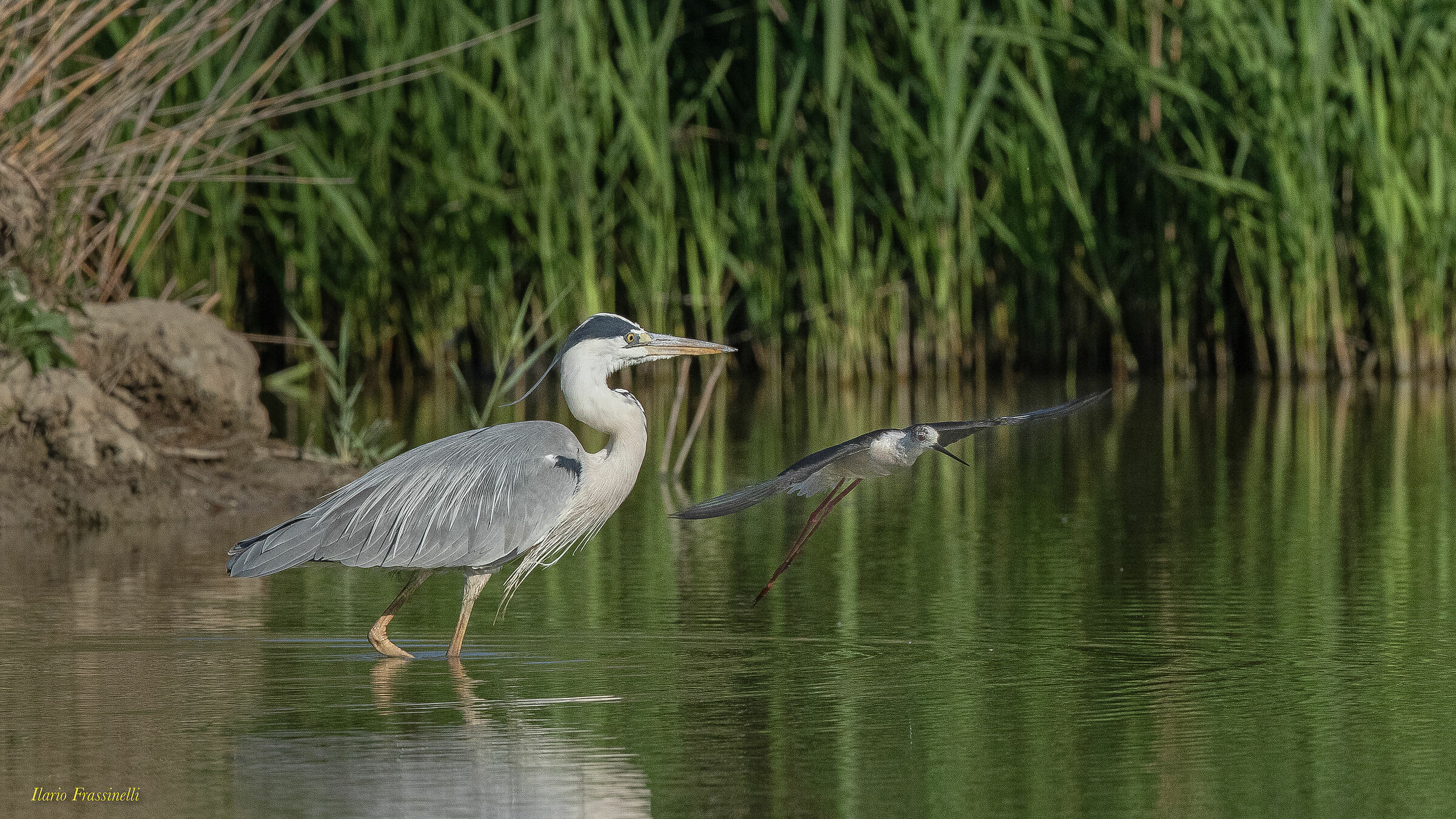 Knight of Italy defends the pull from the heron