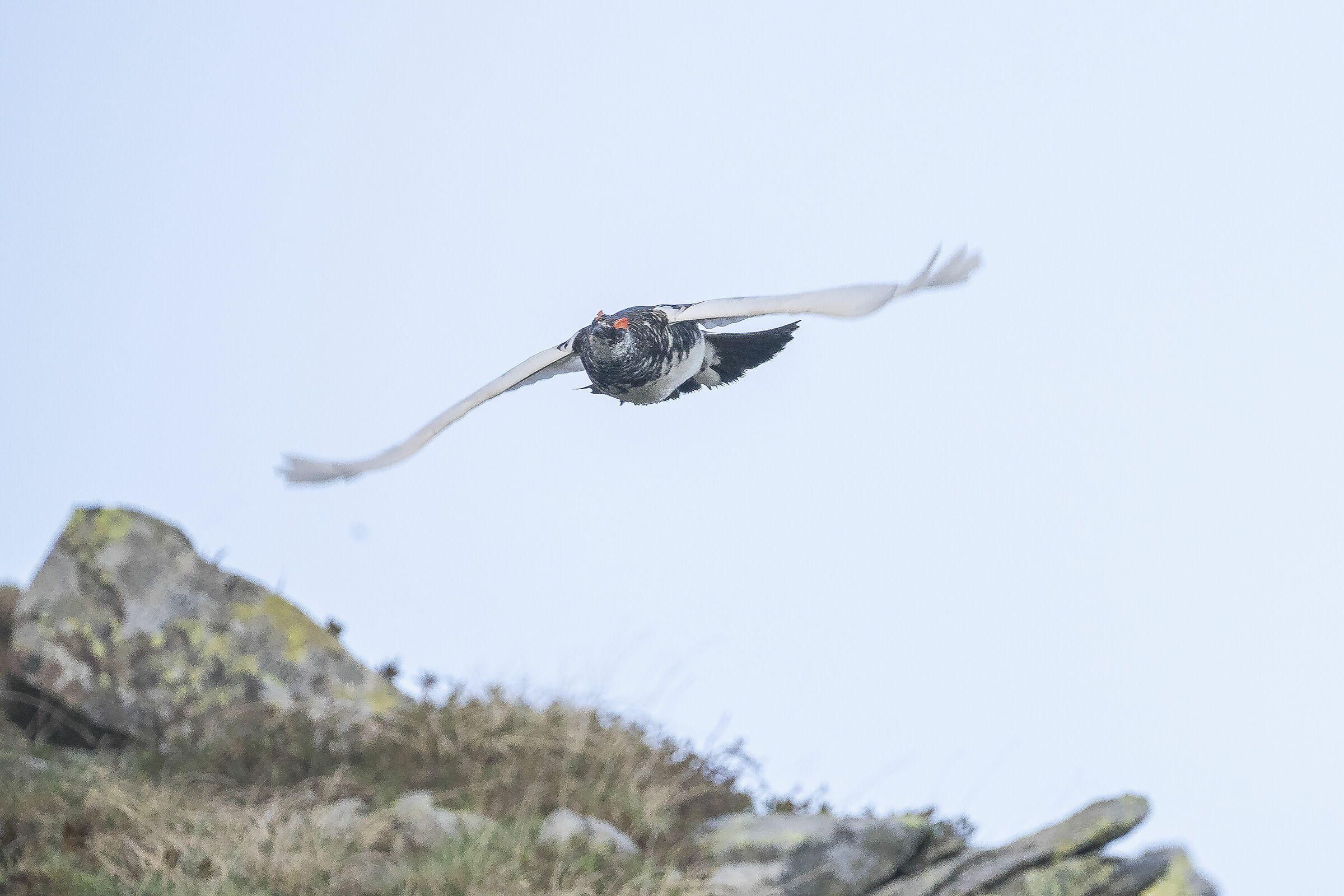 White partridge (Valvarrone LC)