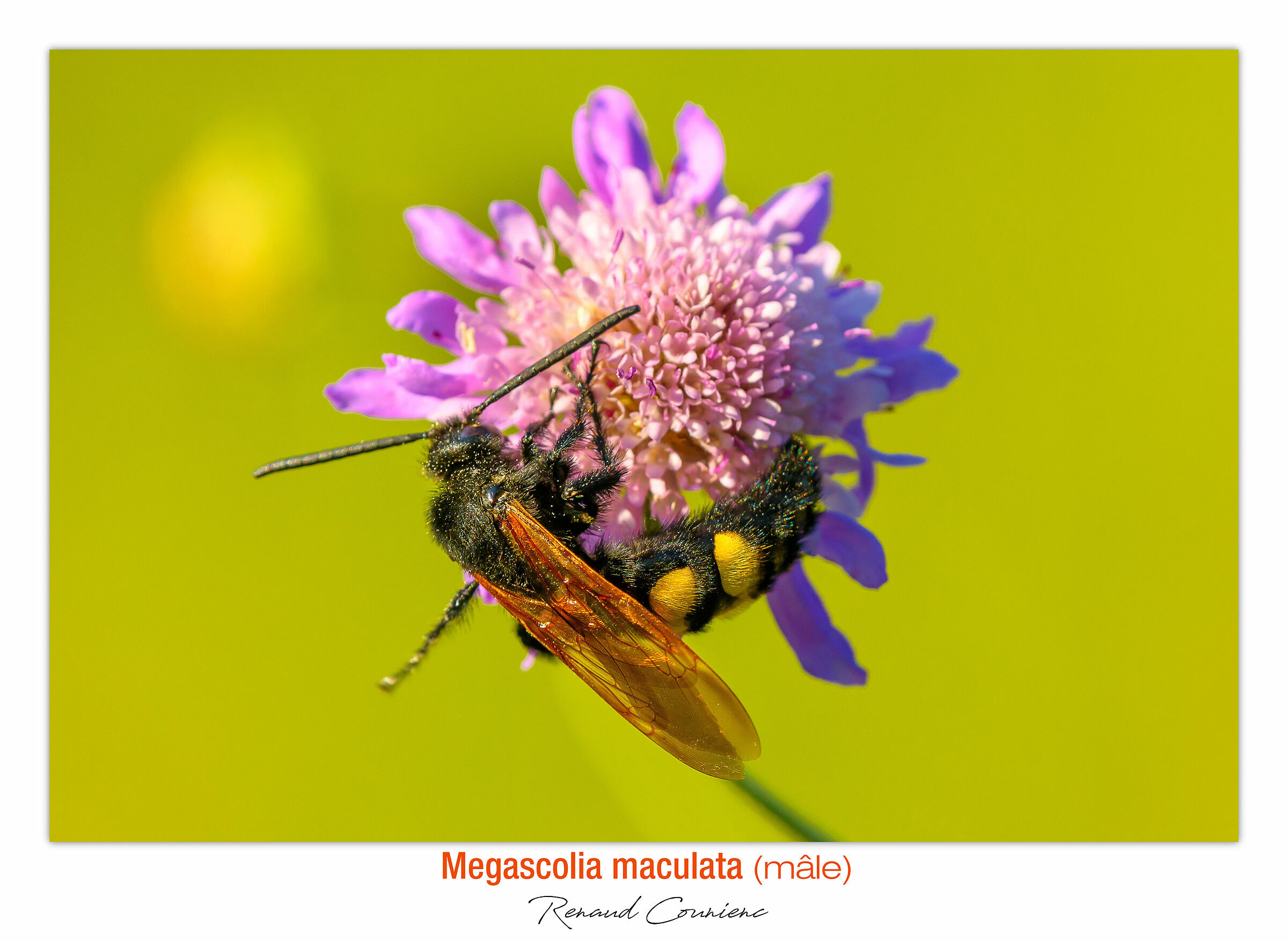 Megascolia maculata (maschio)