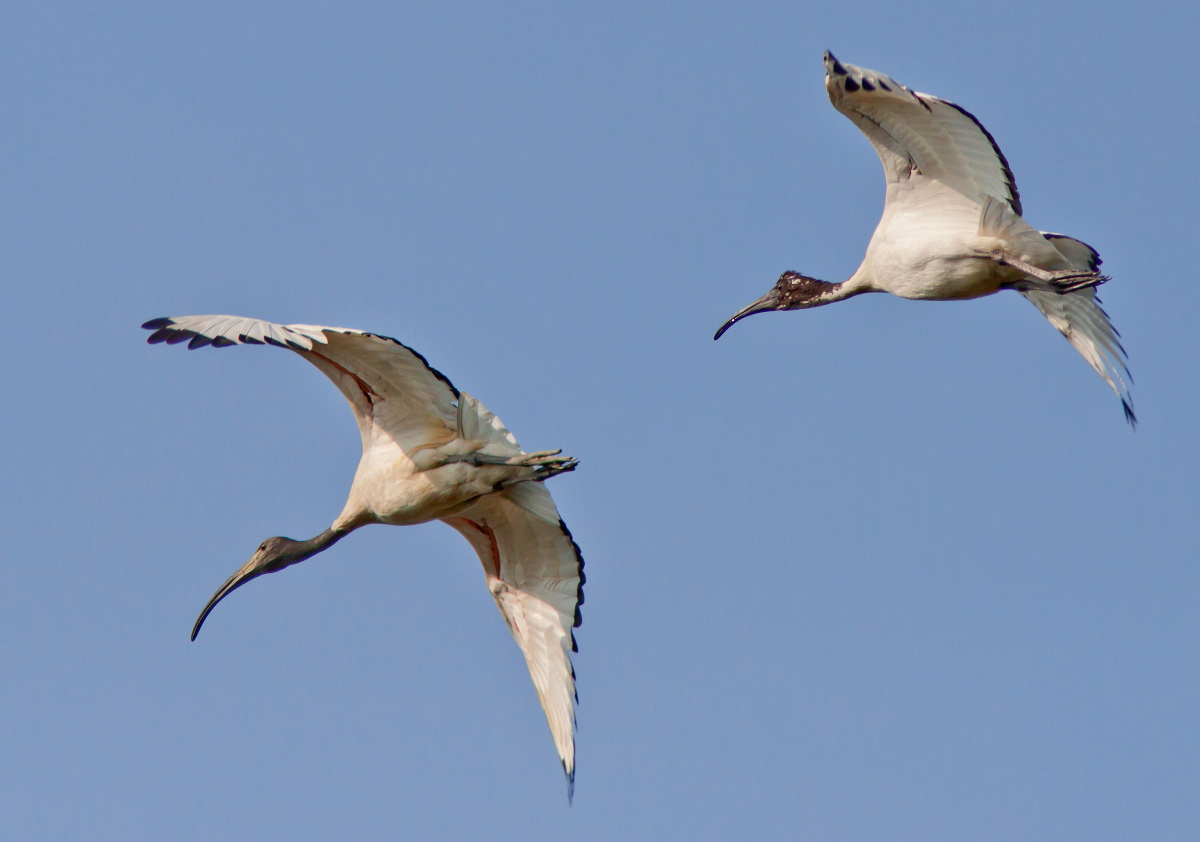 In the Sacred Flight
