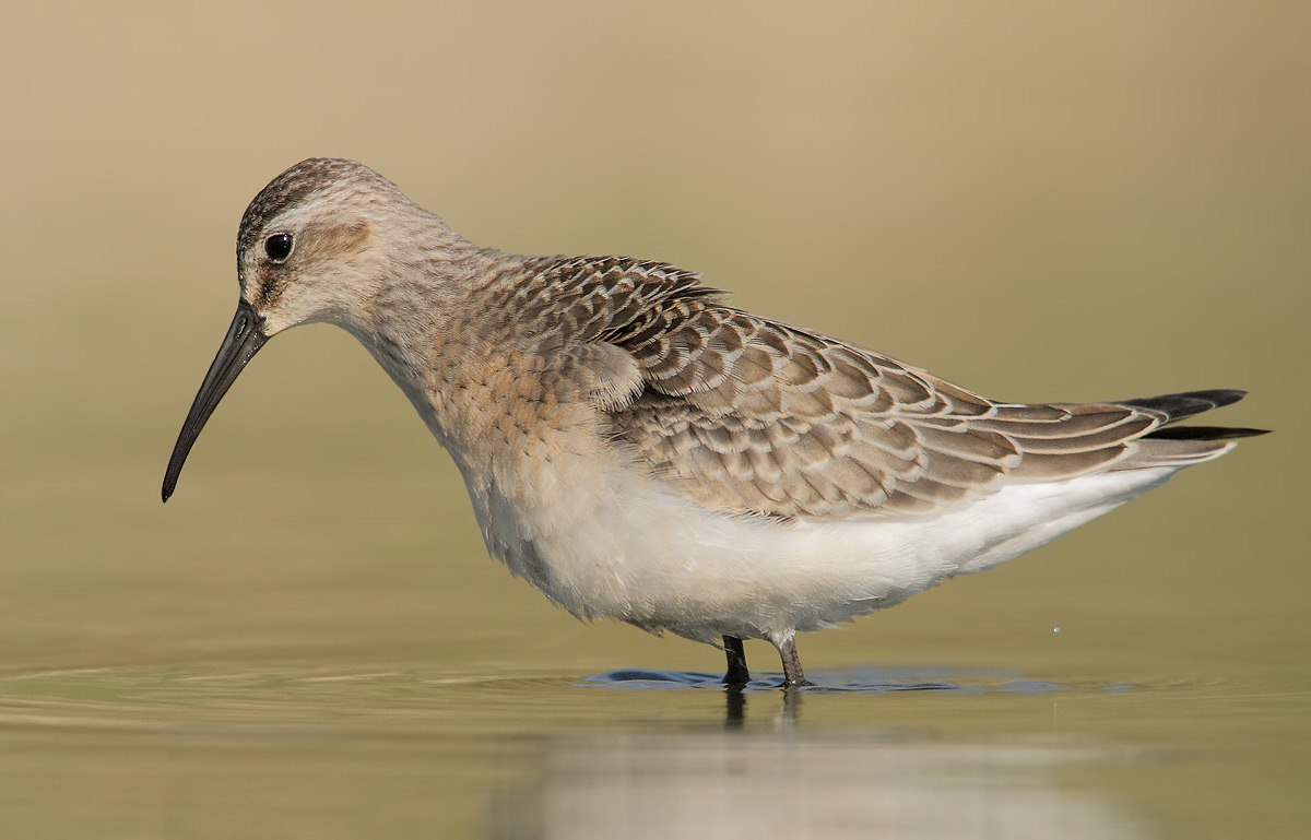 Sandpiper