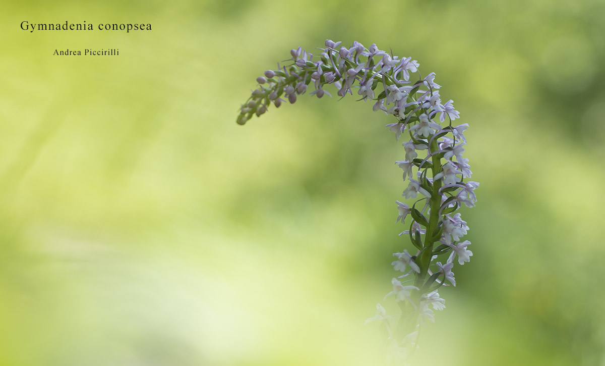 #Gymadeniaconopsea
