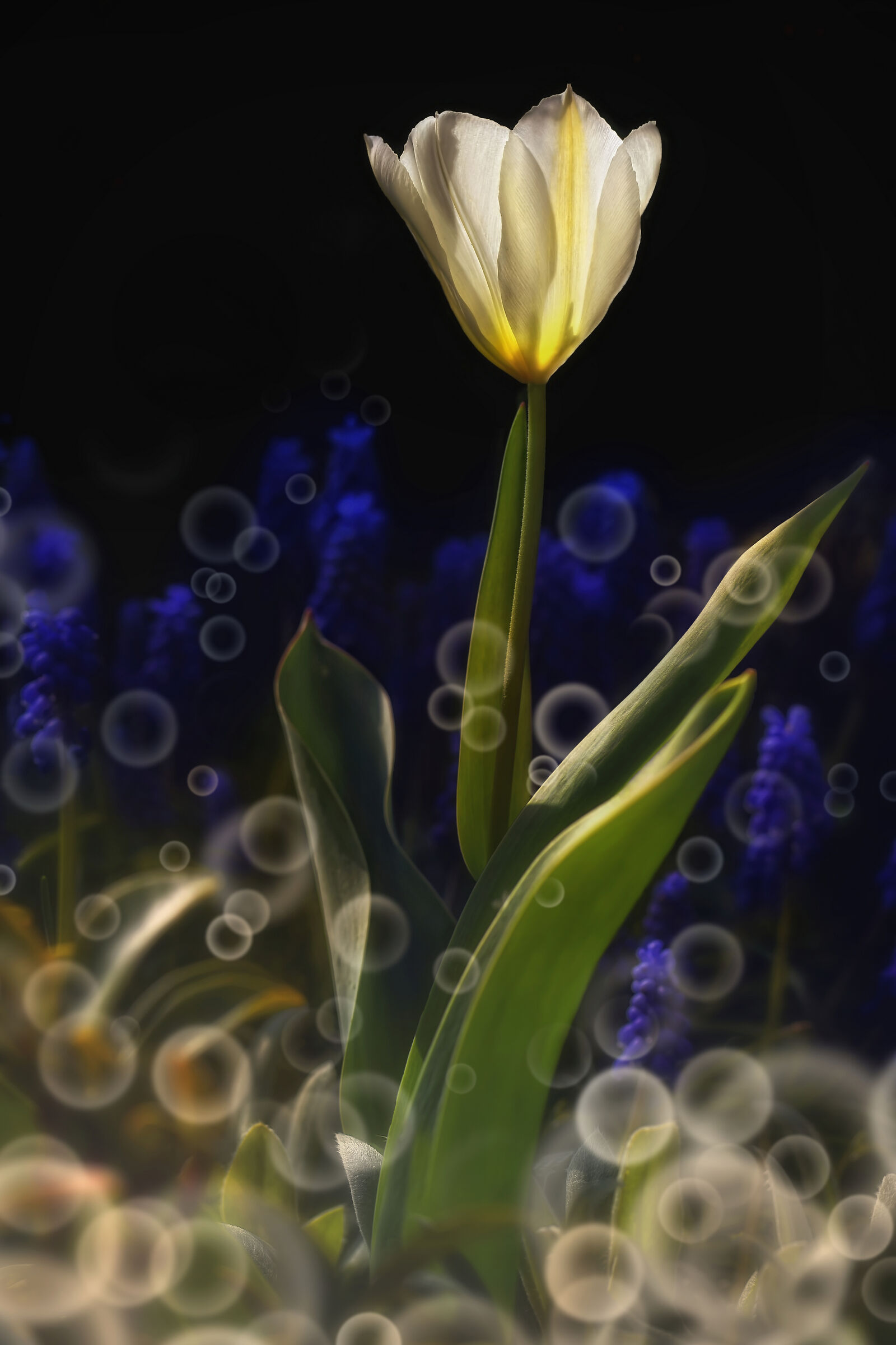 Calice di luce...
