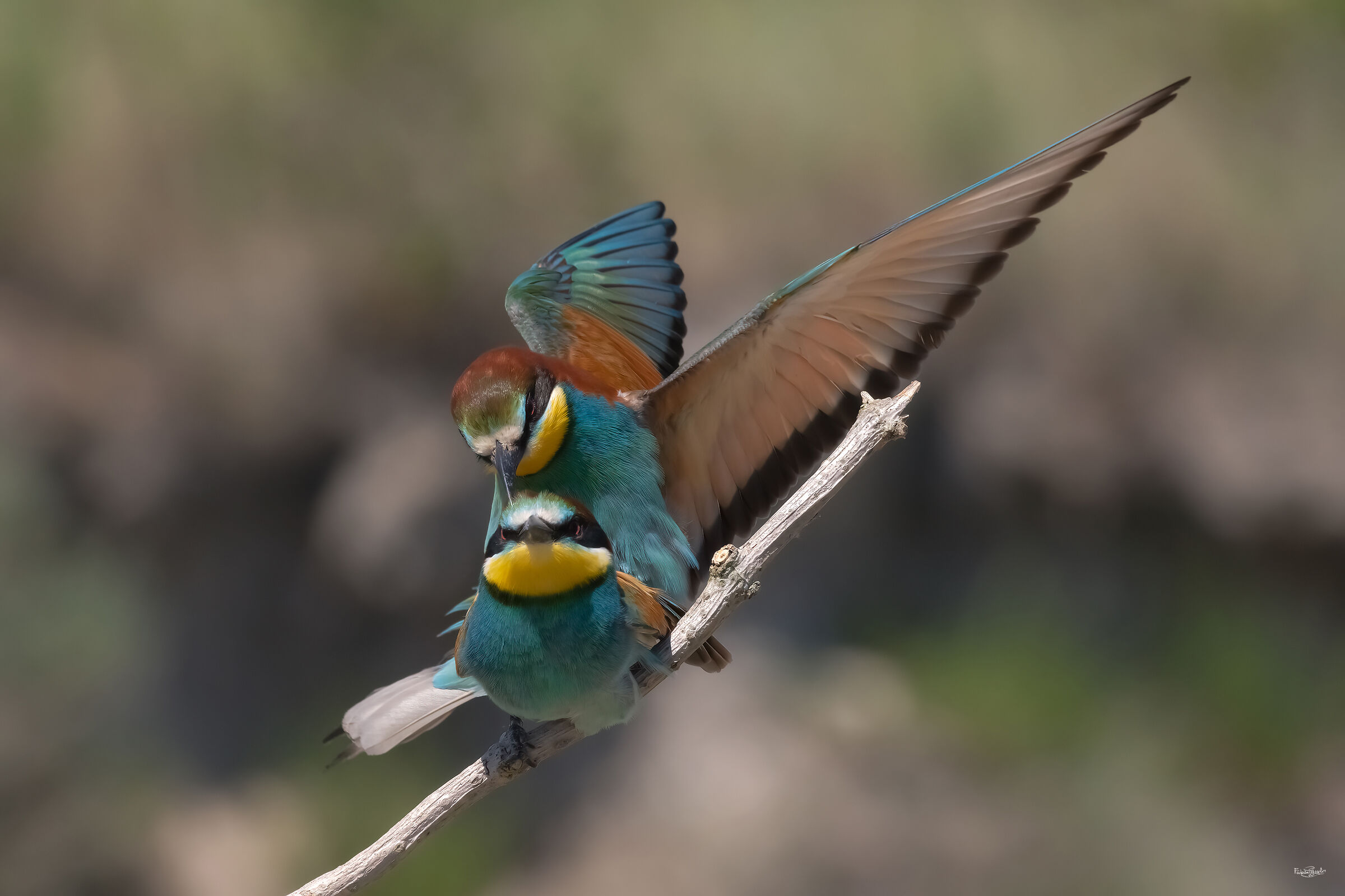 Bee-eater