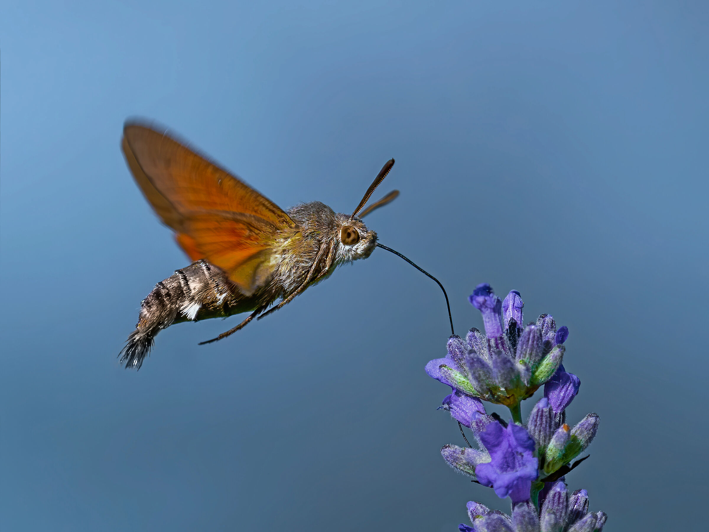 Macroglossum Stellatarum