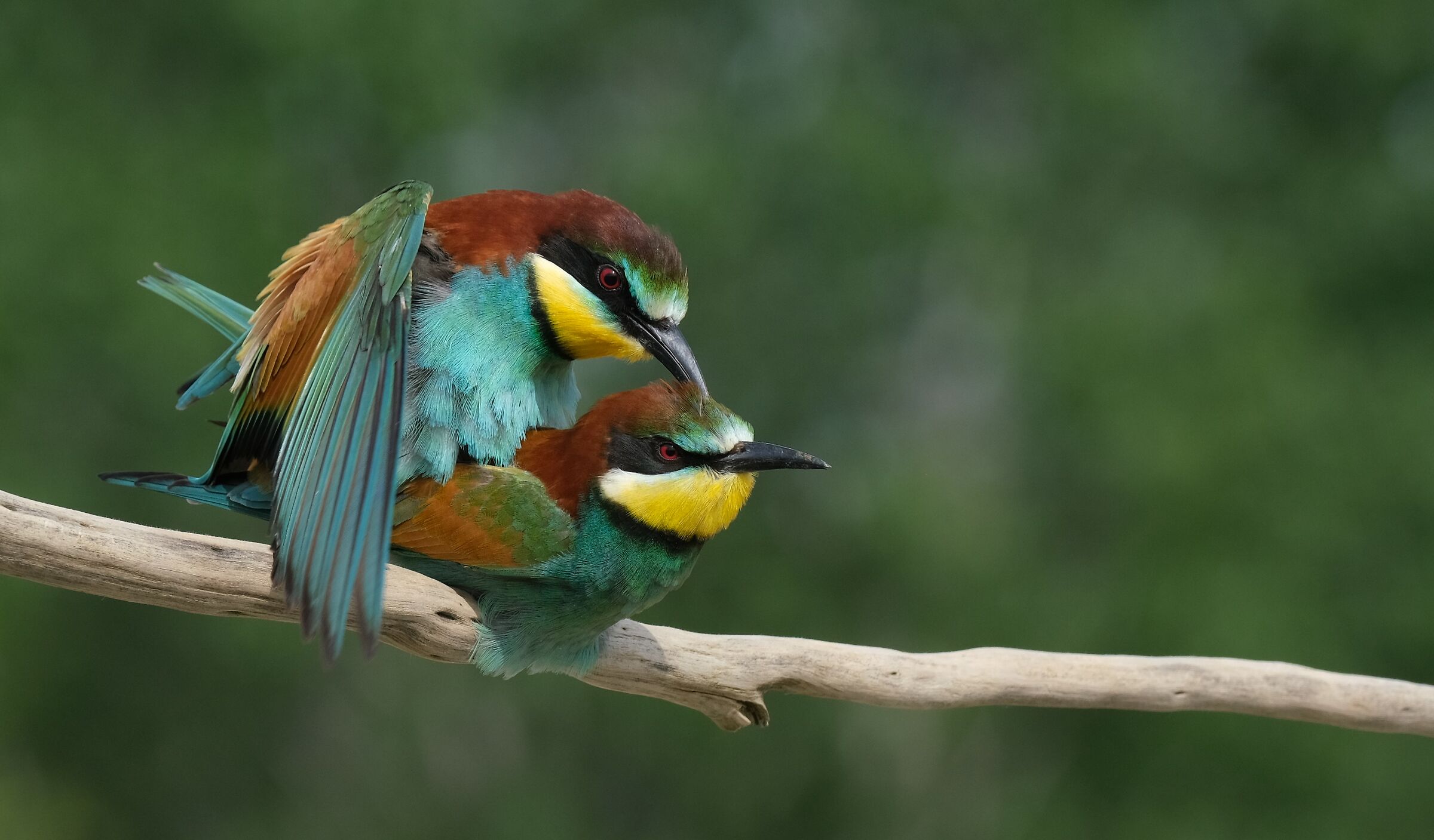 Accoppiamento - No PP -