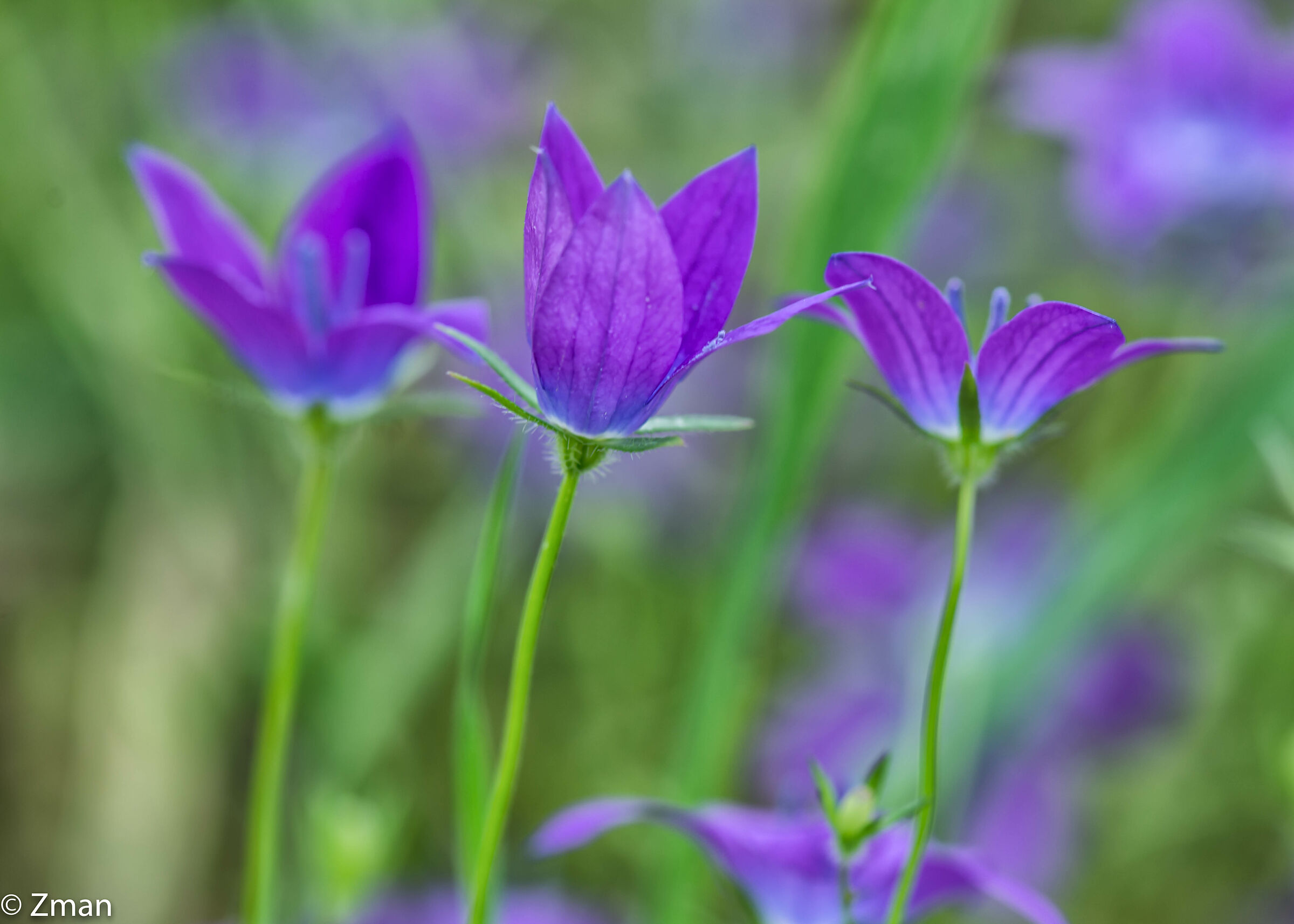Fiore di vetro che si guarda la Venere