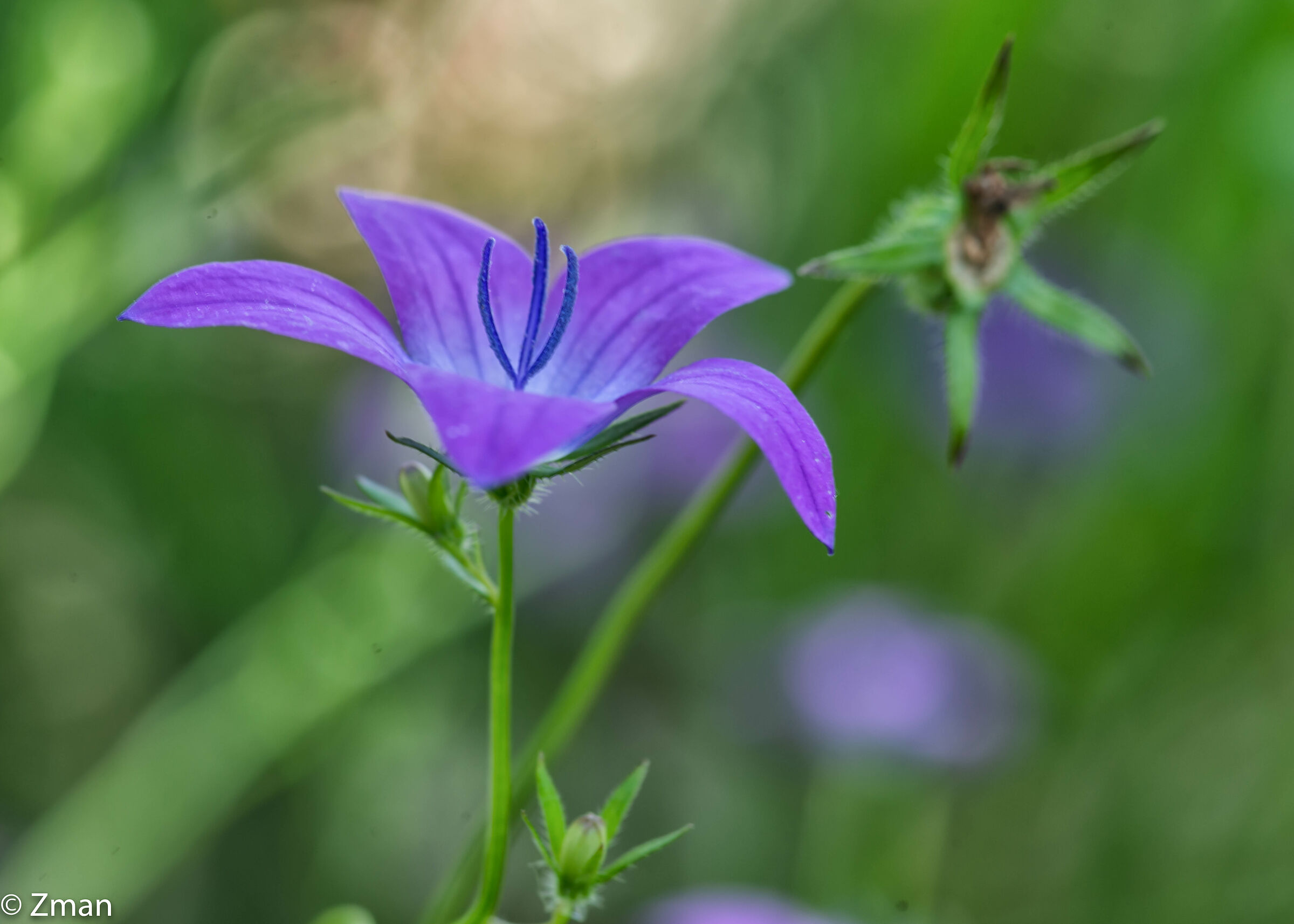 Fiore di vetro che si guarda la Venere