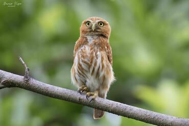 Glaucidium brasilianum