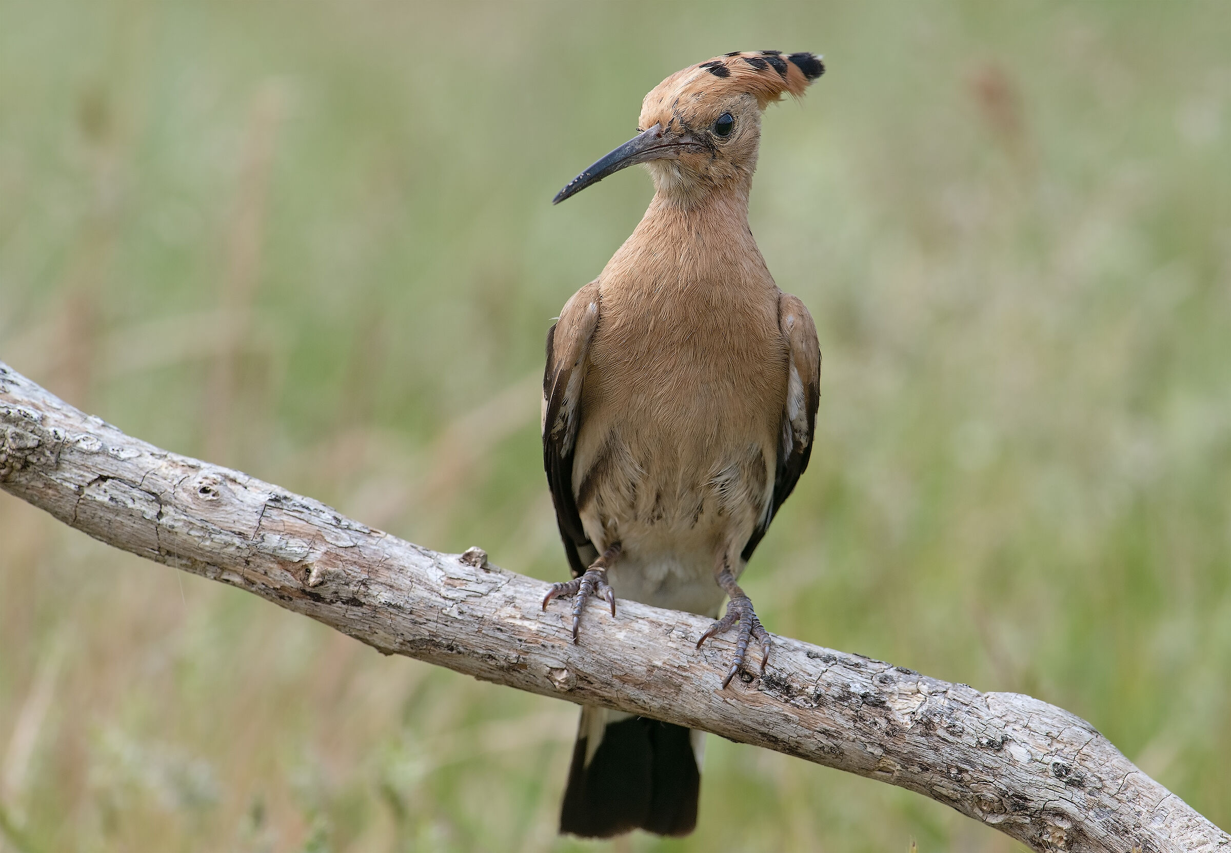 Hoopoe